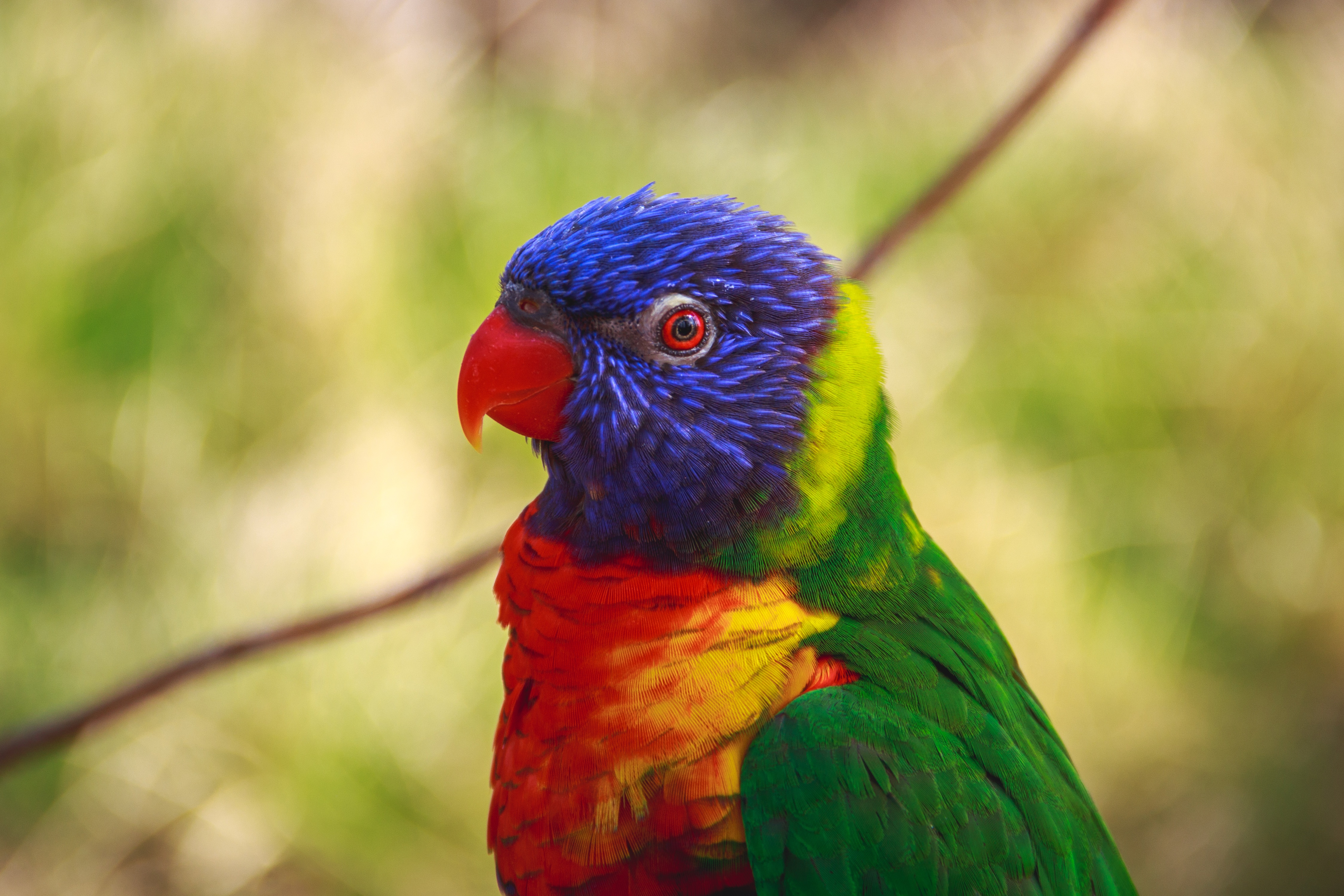 Free photo A little colored parrot