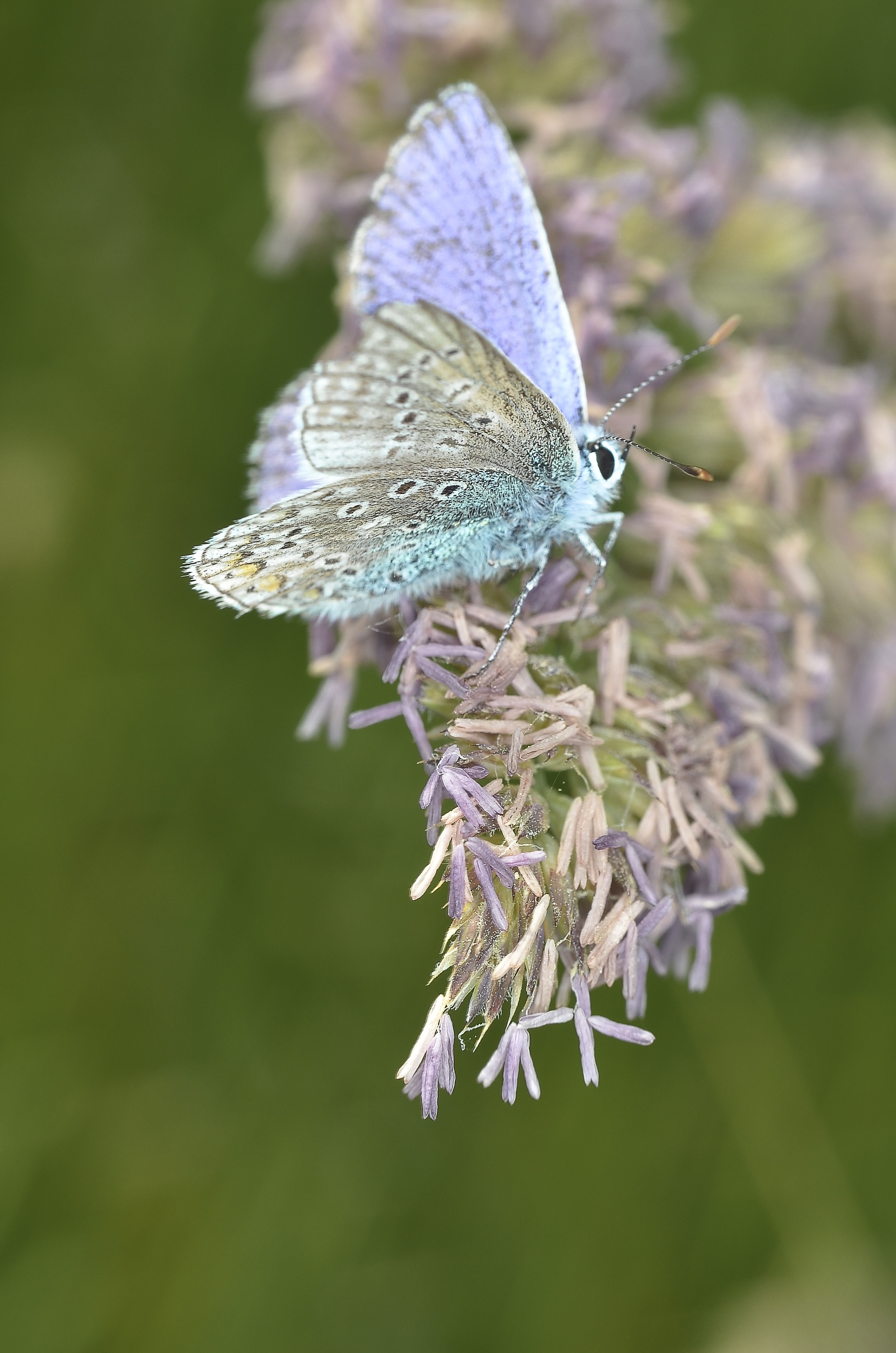 Free photo A beautiful butterfly with gray-blue wings.