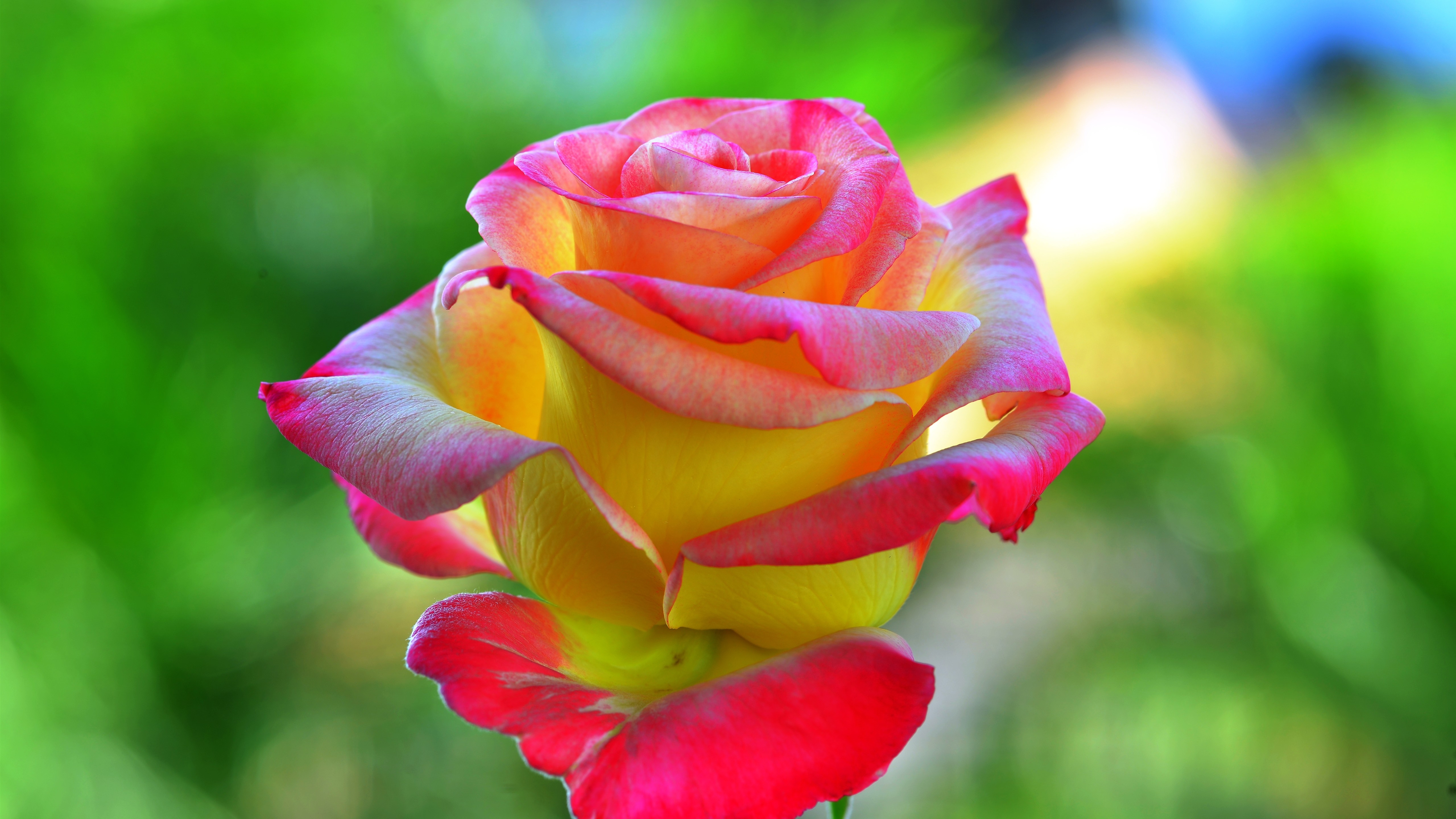 免费照片一朵绽放着不寻常粉色花朵的黄玫瑰