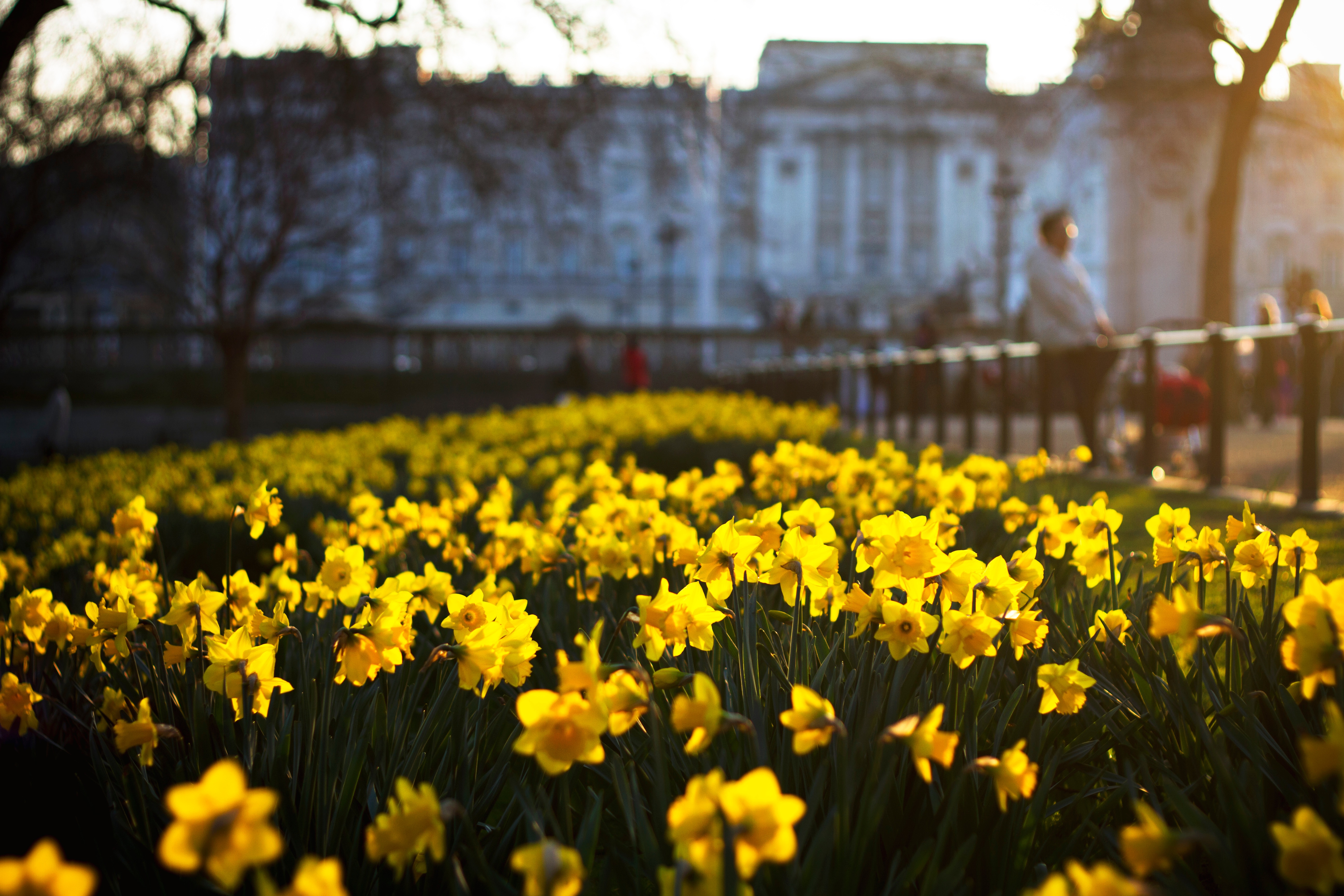 Free photo A park with yellow flowers