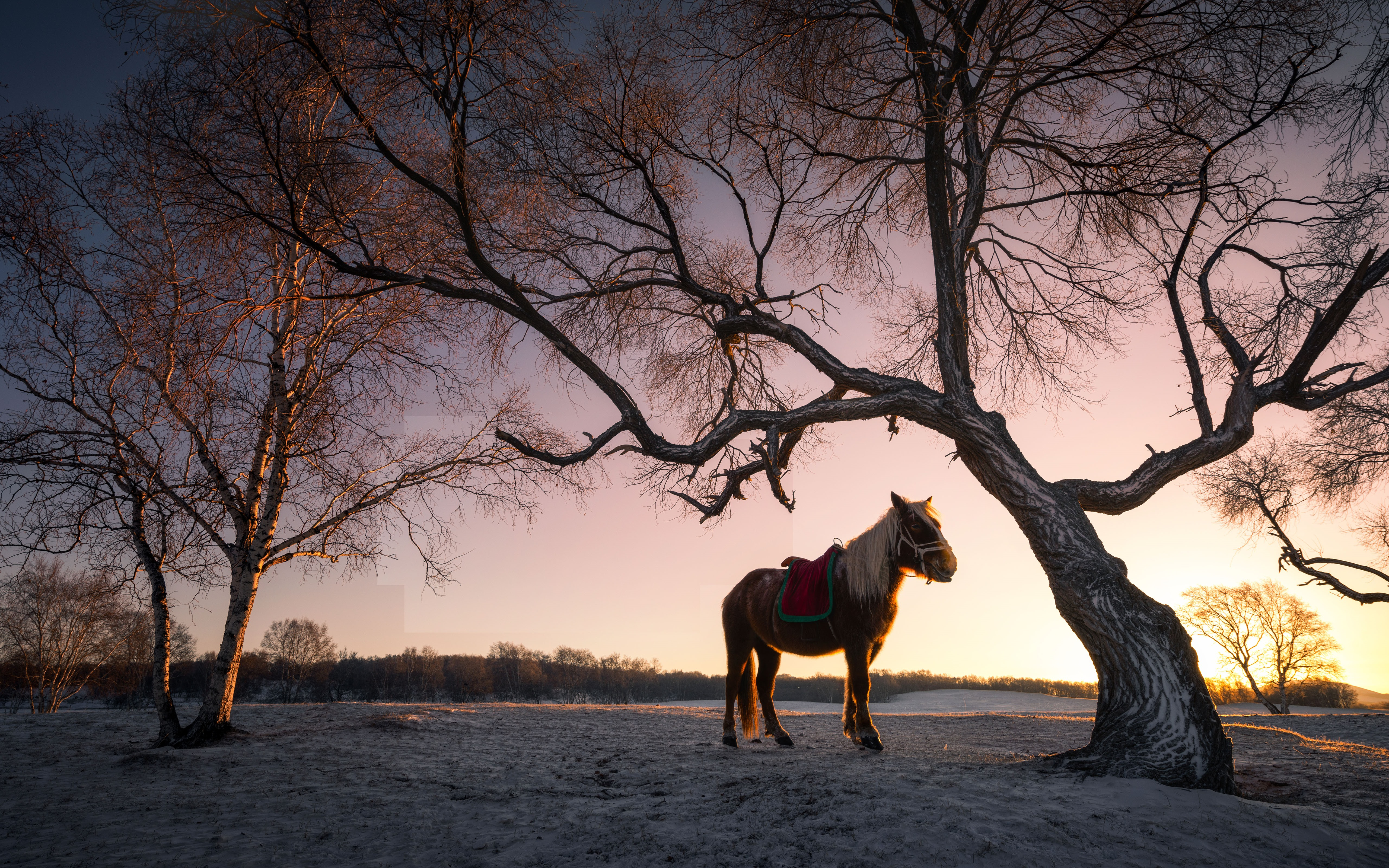 A beautiful big horse at sunset