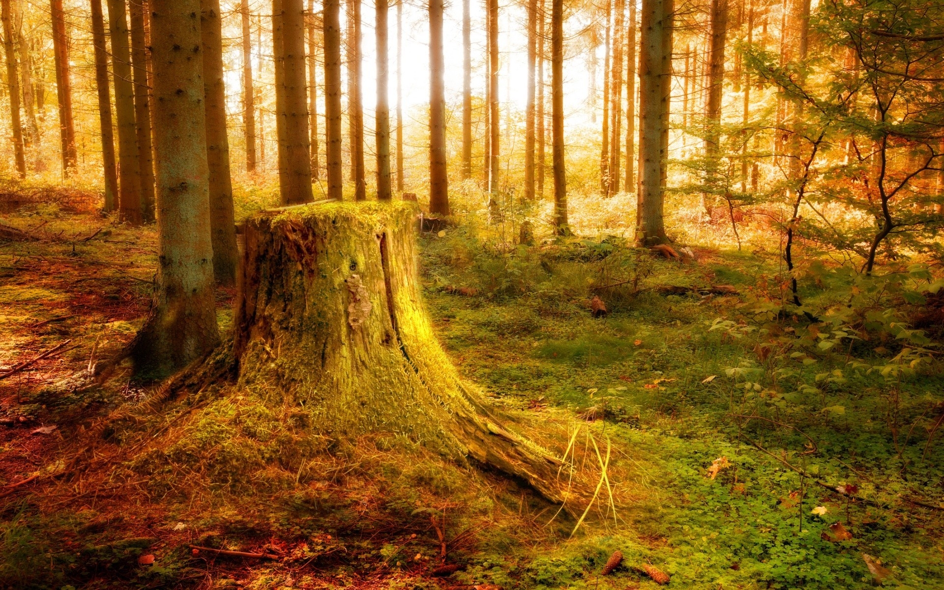 Free photo An old stump in a sunny forest