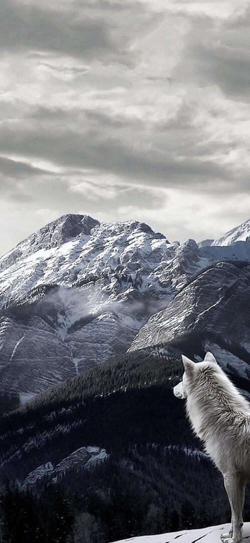 Обои гора волк пейзаж на рабочий стол
