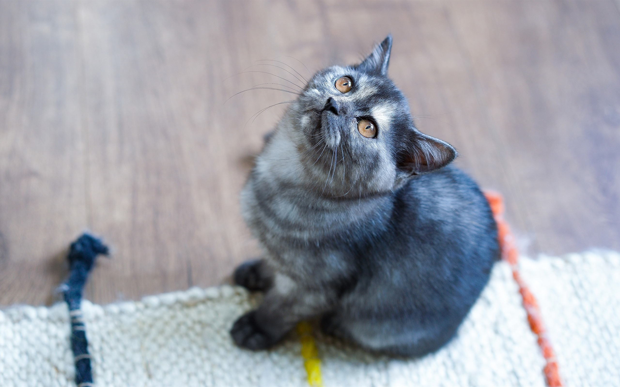 Wallpapers cat fluffy kitten on the desktop