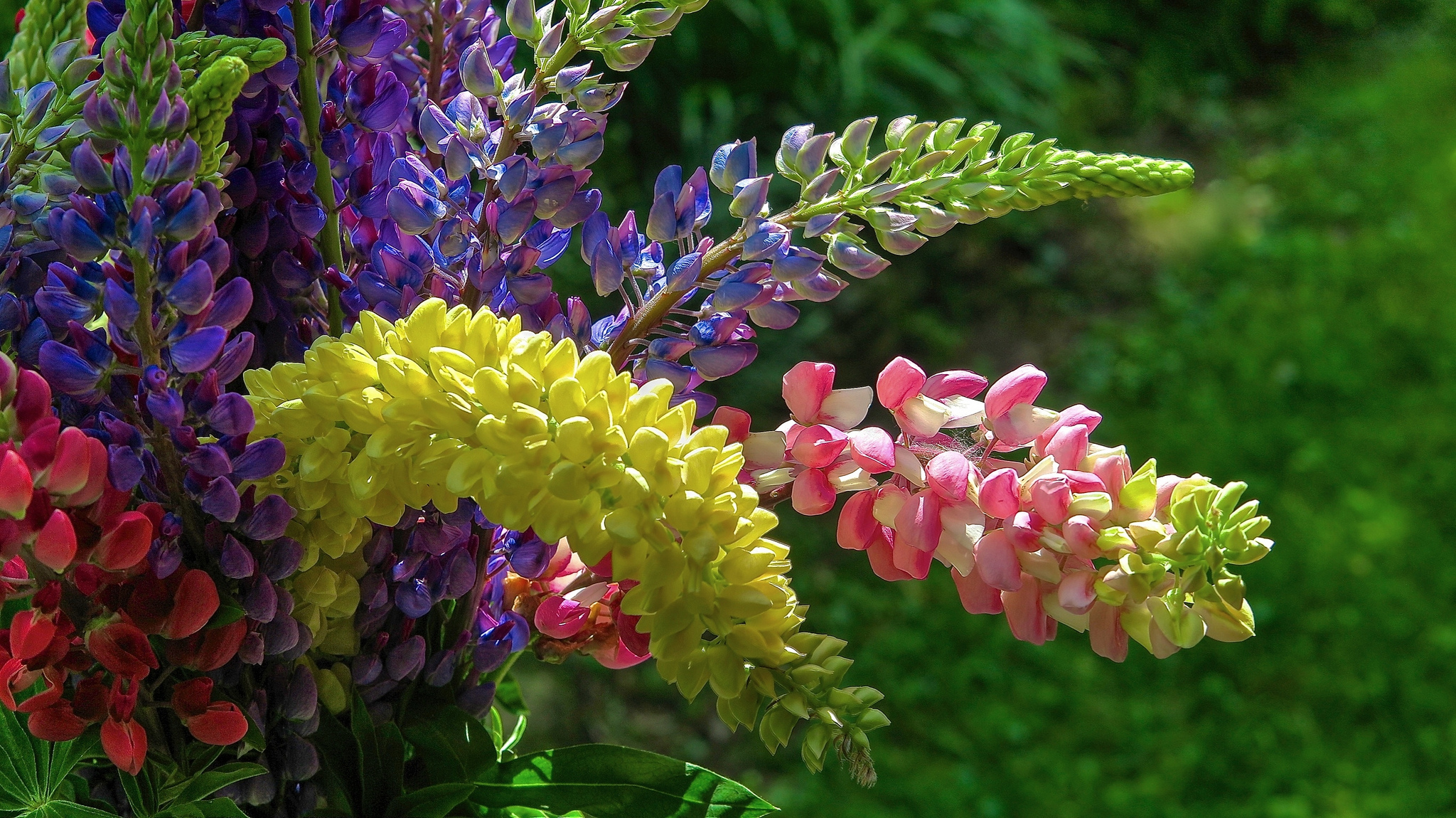 Wallpapers flowers lupine bouquet on the desktop