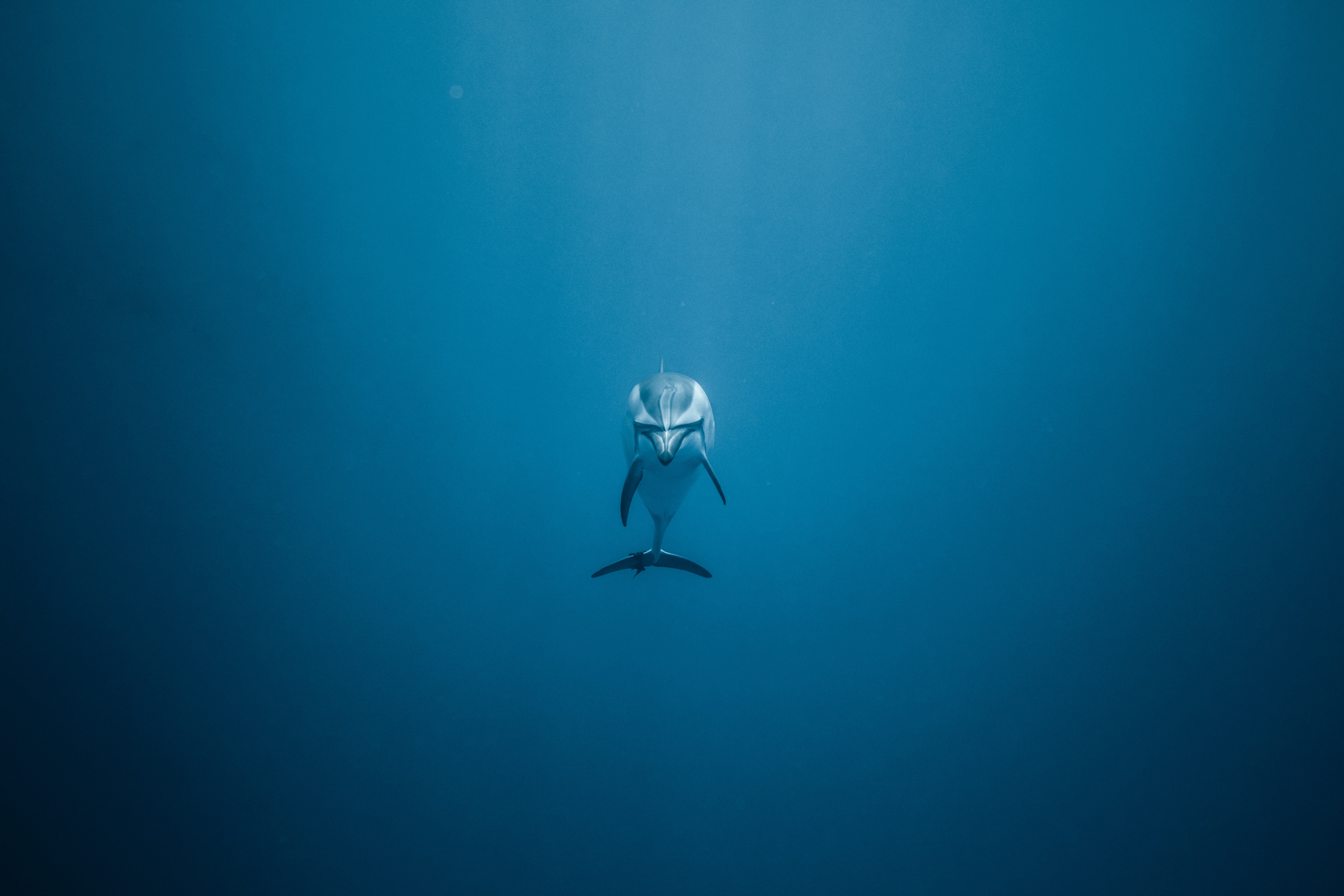 Бесплатное фото Дельфин в морской глубине