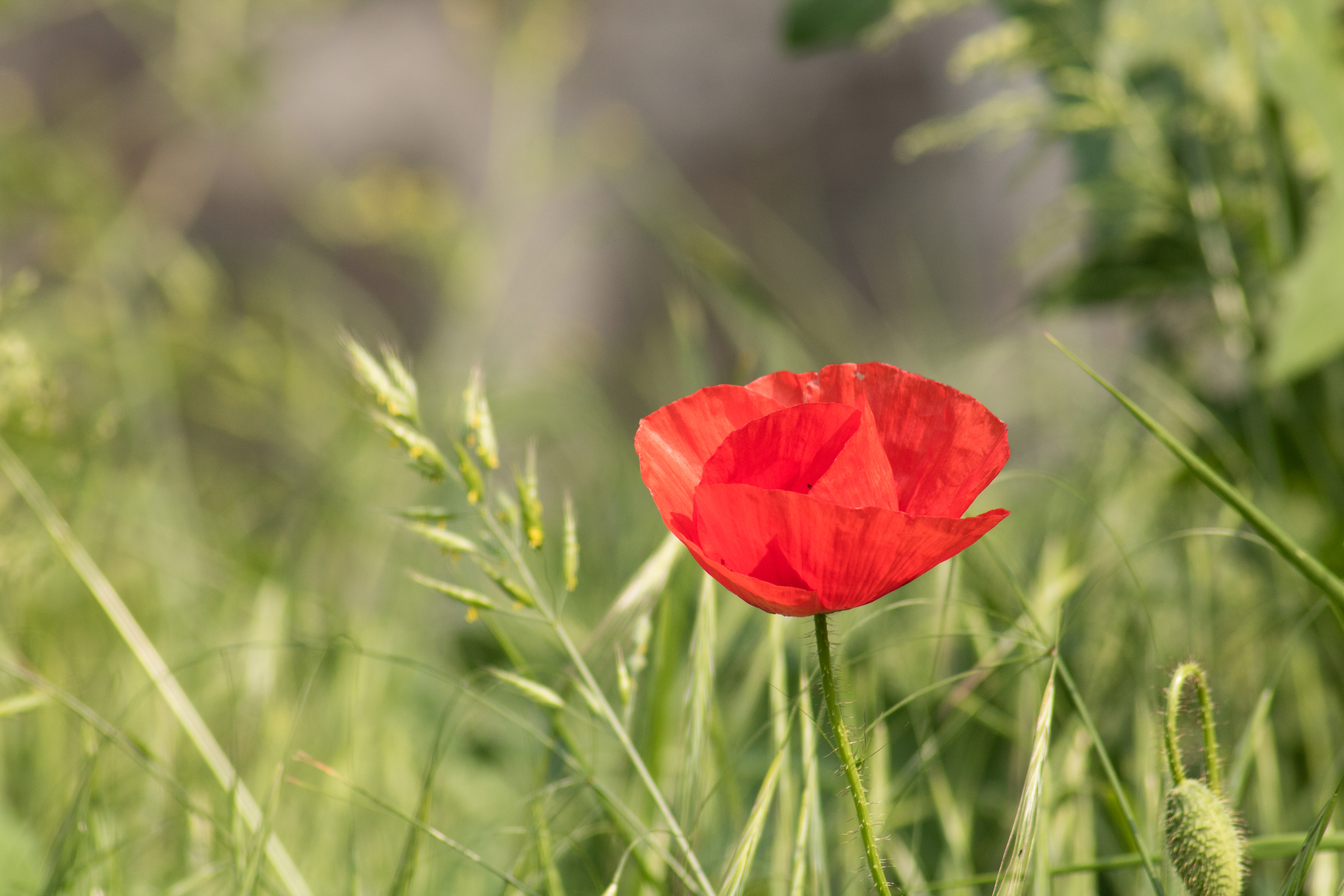 Wallpapers flower spring plants on the desktop