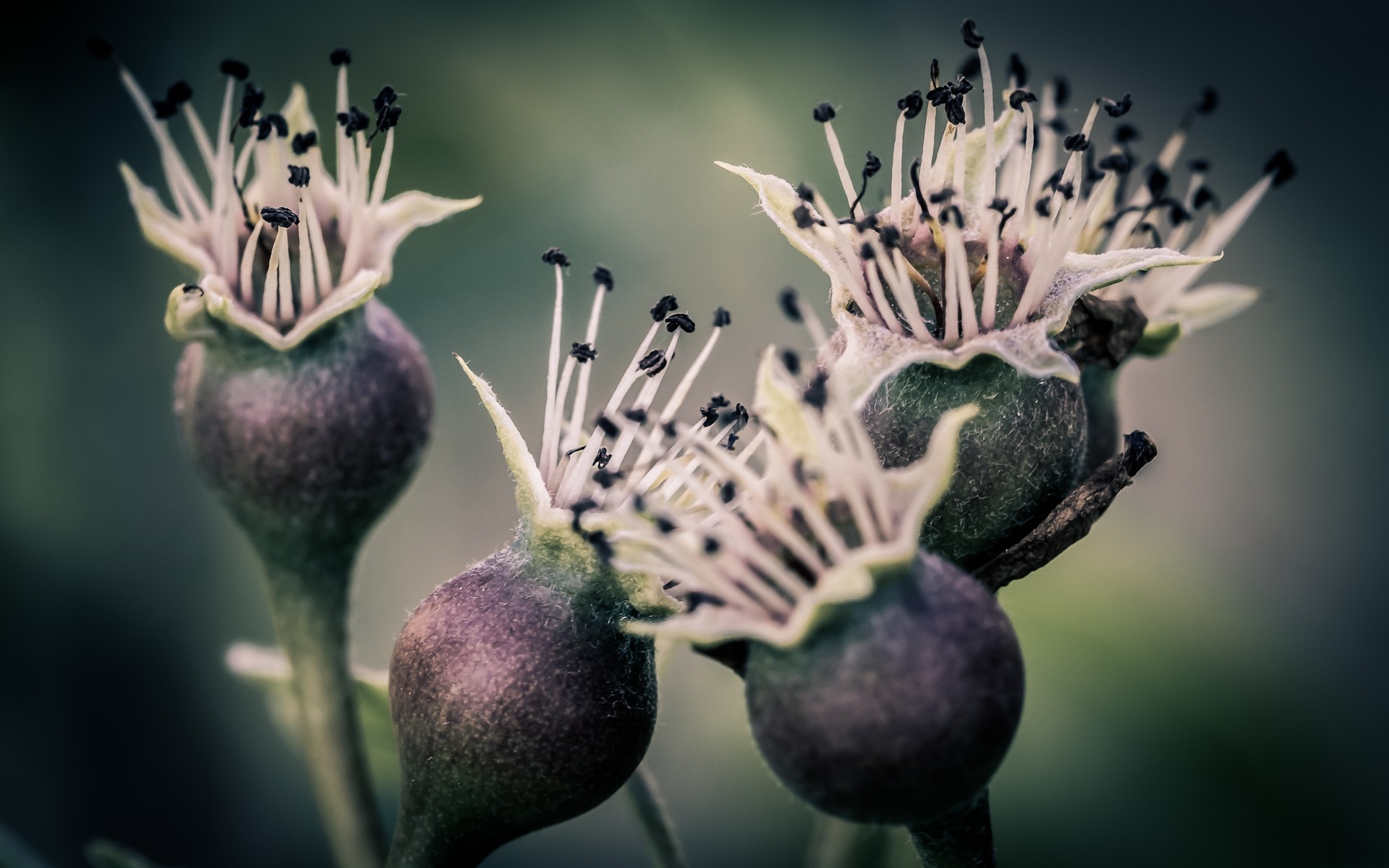 Wallpapers flowers nature photography on the desktop