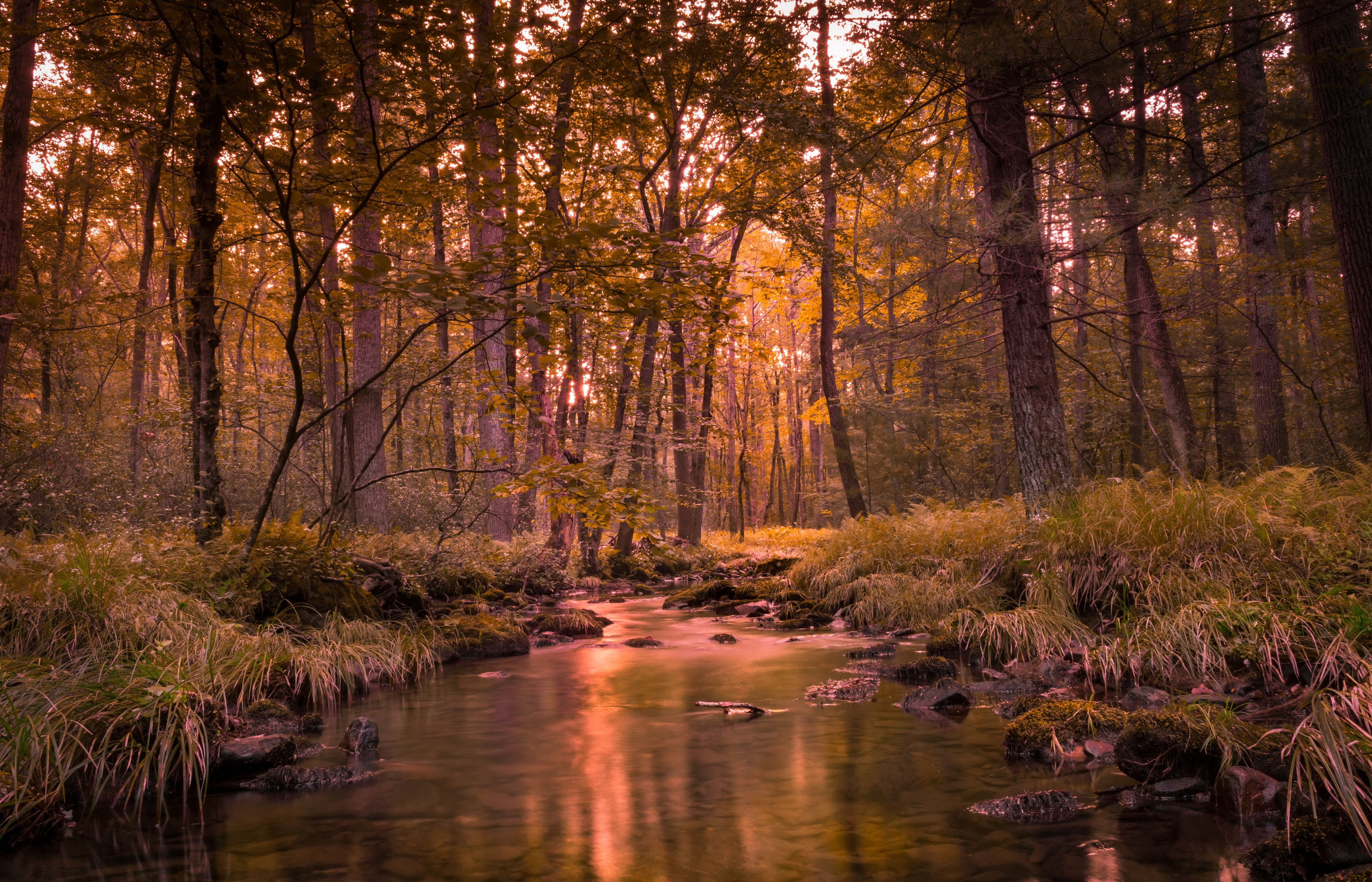 Free photo A creek in a beautiful forest