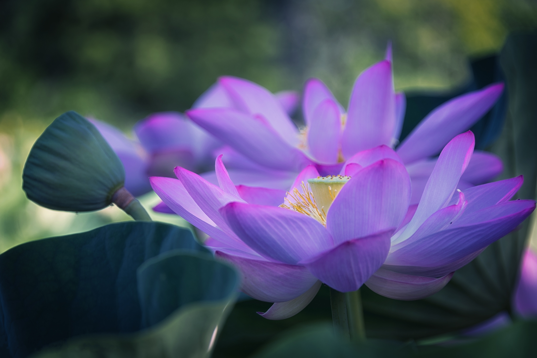 Free photo Purple lotus flower