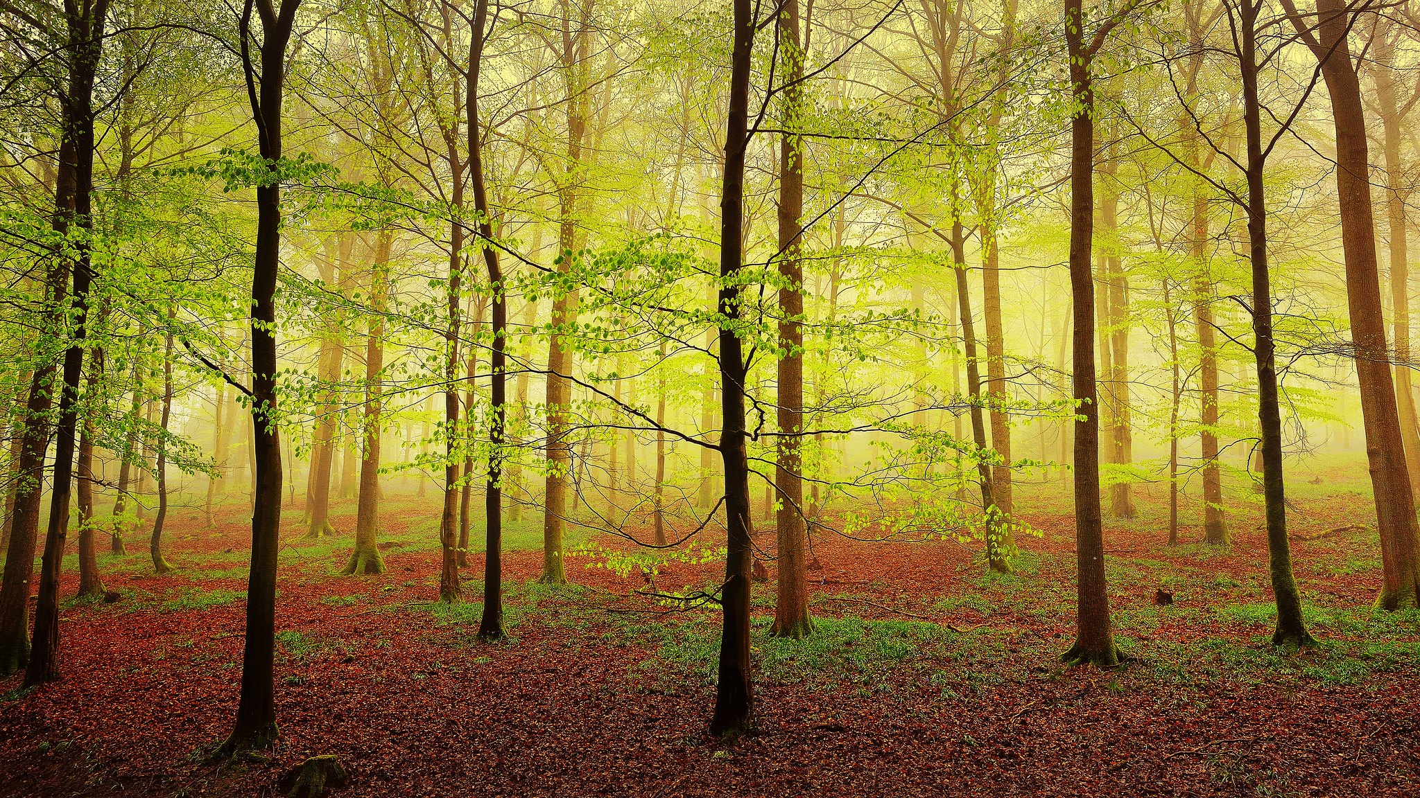 Free photo Fog in the autumn forest