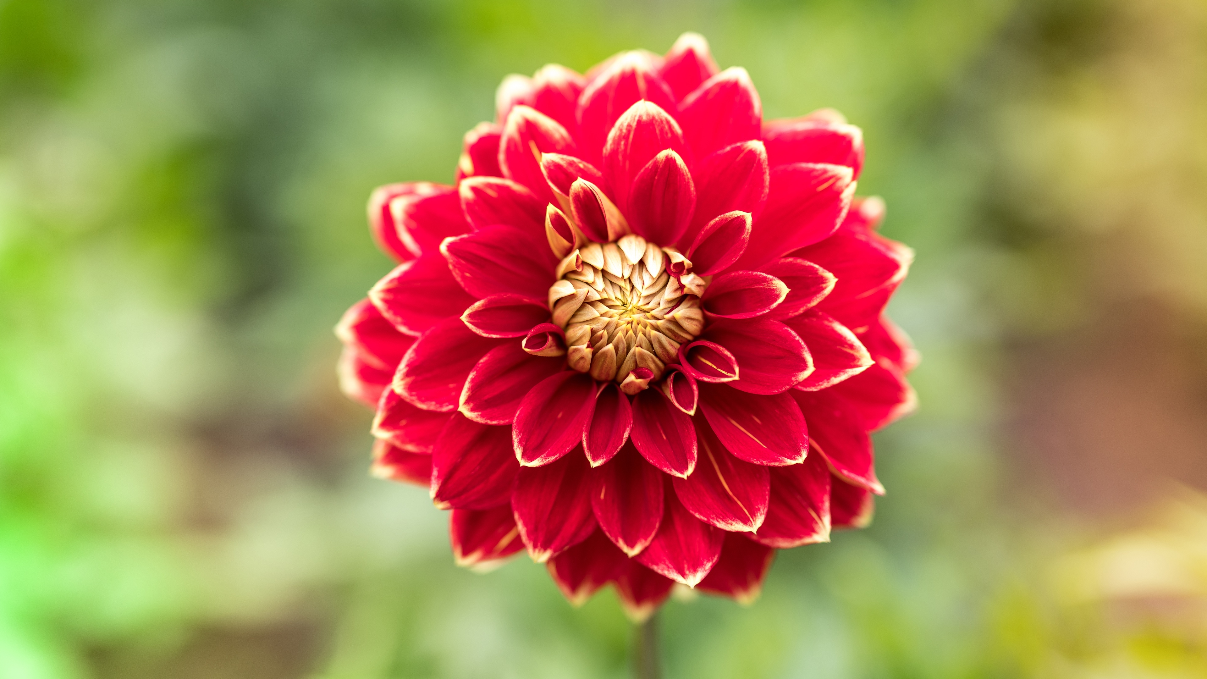 Wallpapers petals close wallpaper red dahlia on the desktop