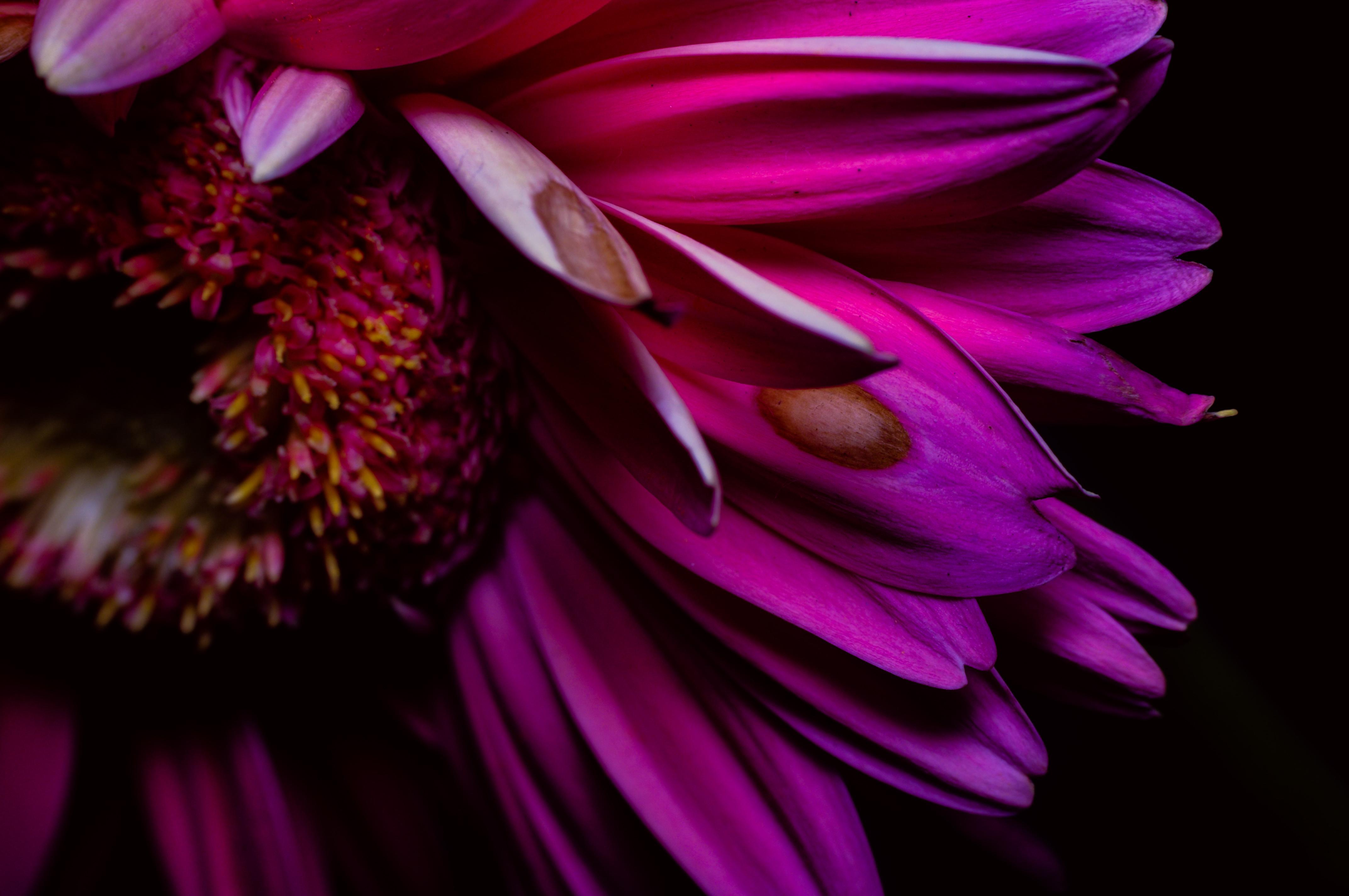 Free photo Close-up of a flower with pink petals.