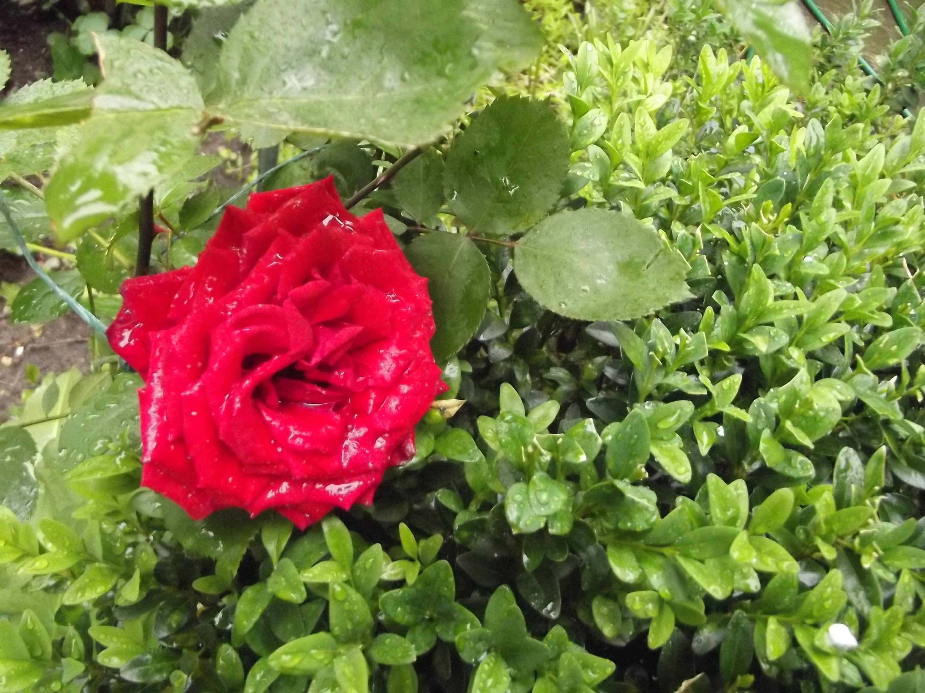 桌面上的壁纸玫瑰 壁纸 花朵