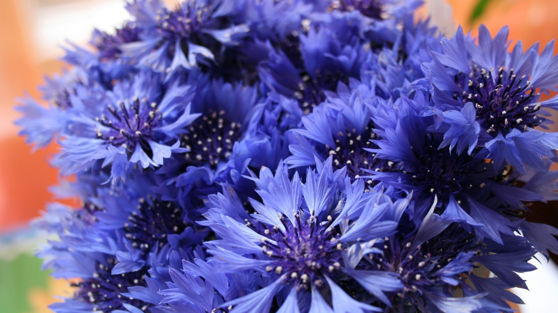 蓝色花朵，花瓣尖尖的
