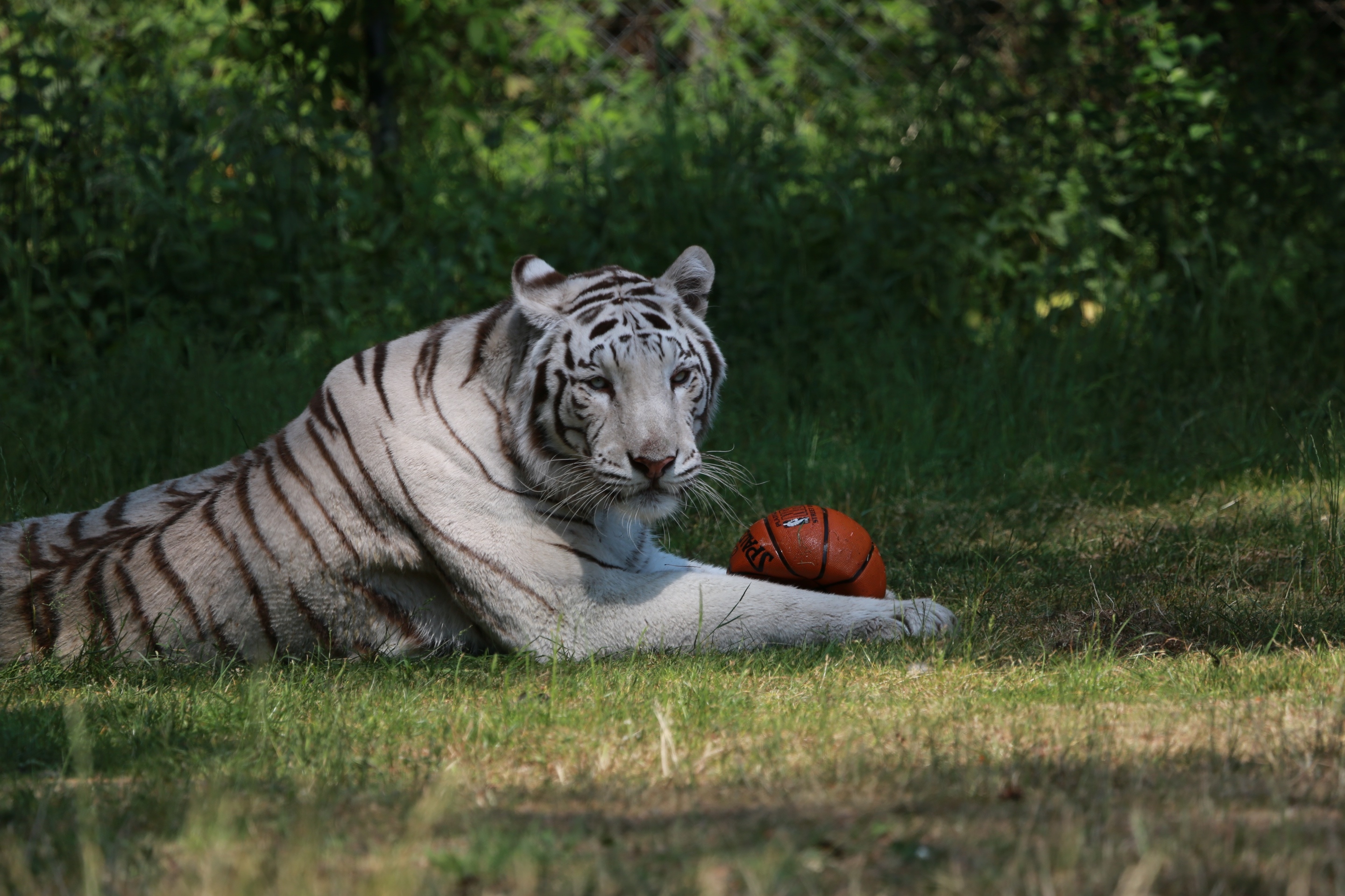 一只白色的老虎在玩篮球