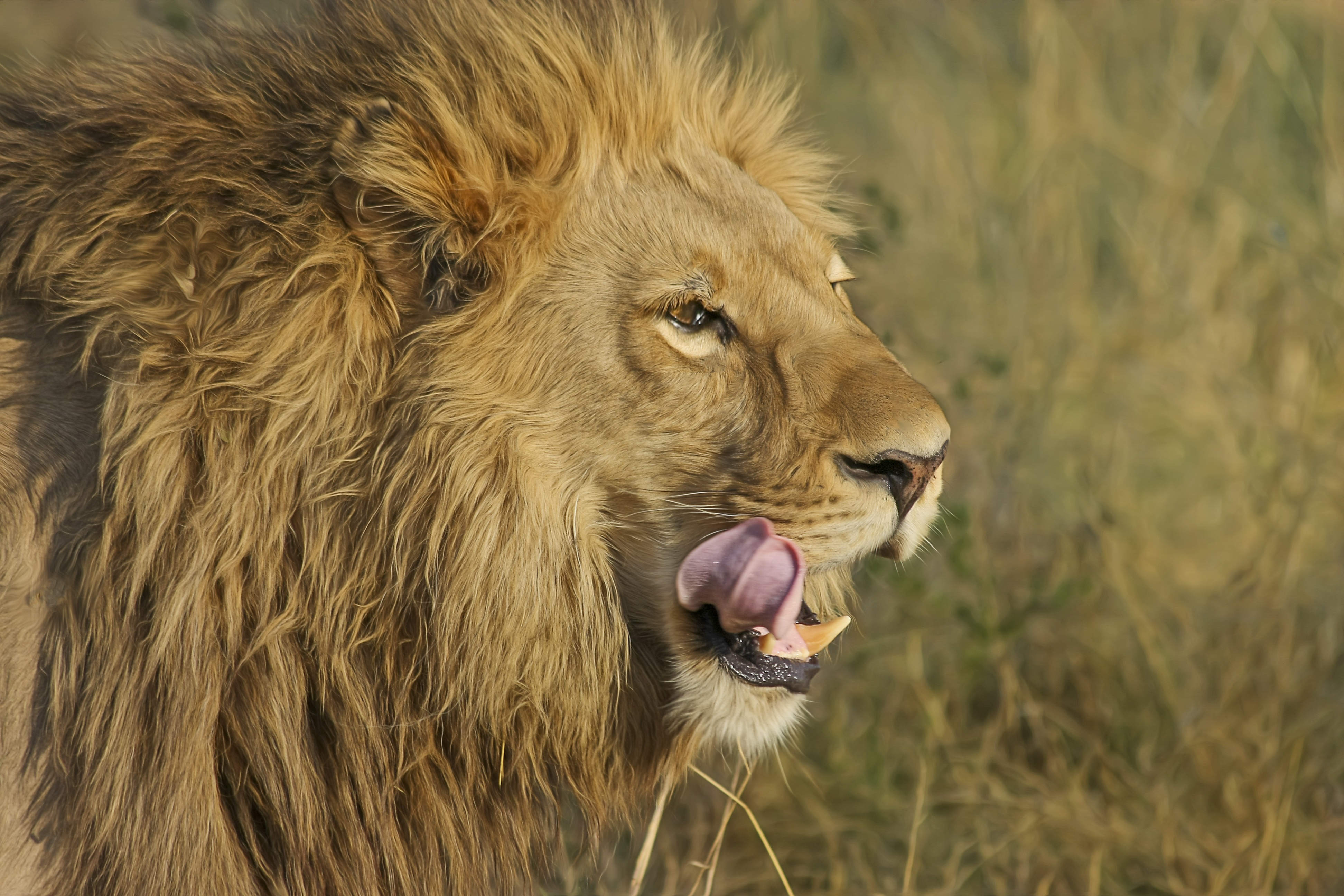 Free photo A wild lion circling its territory