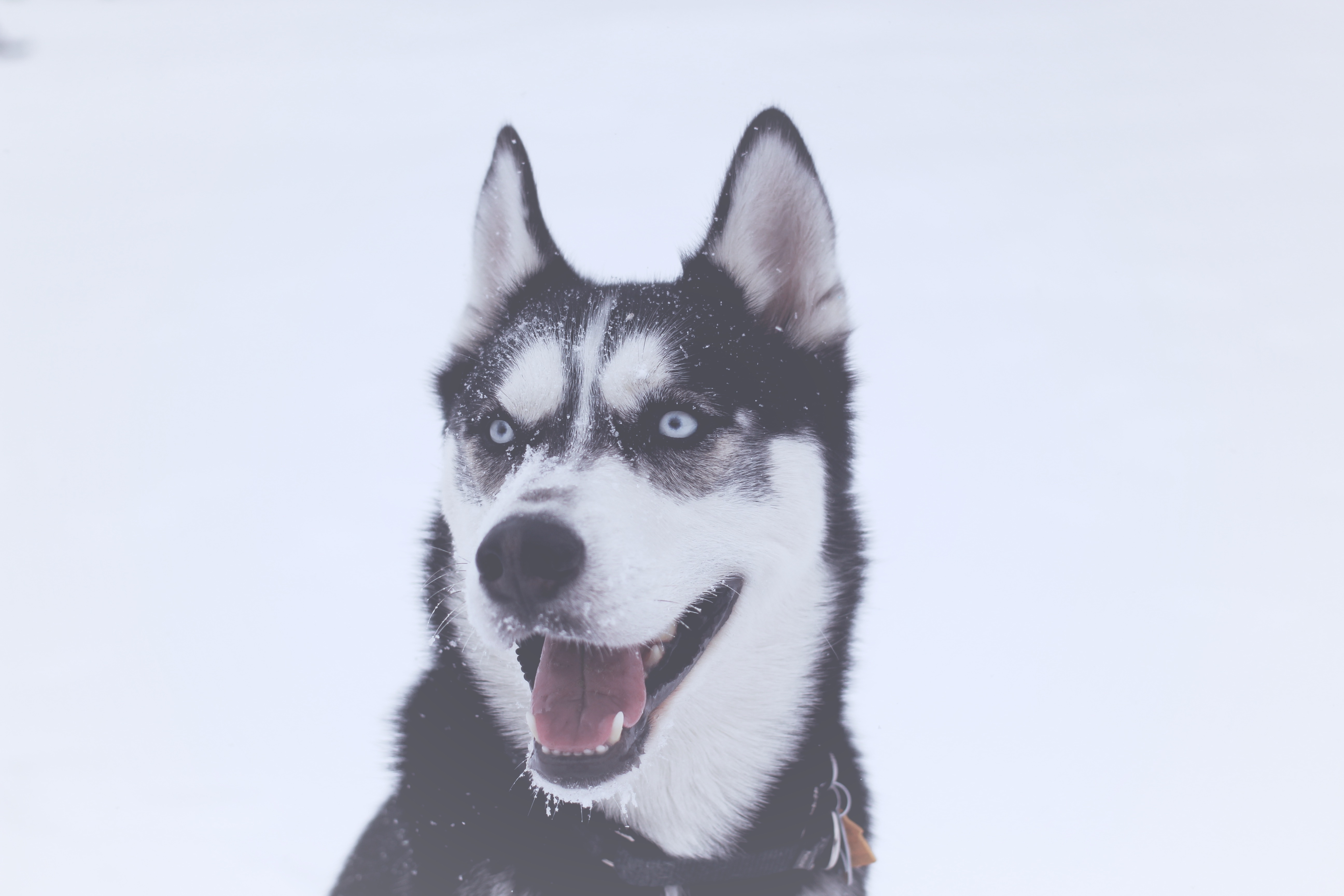 Free photo Husky portrait on white background