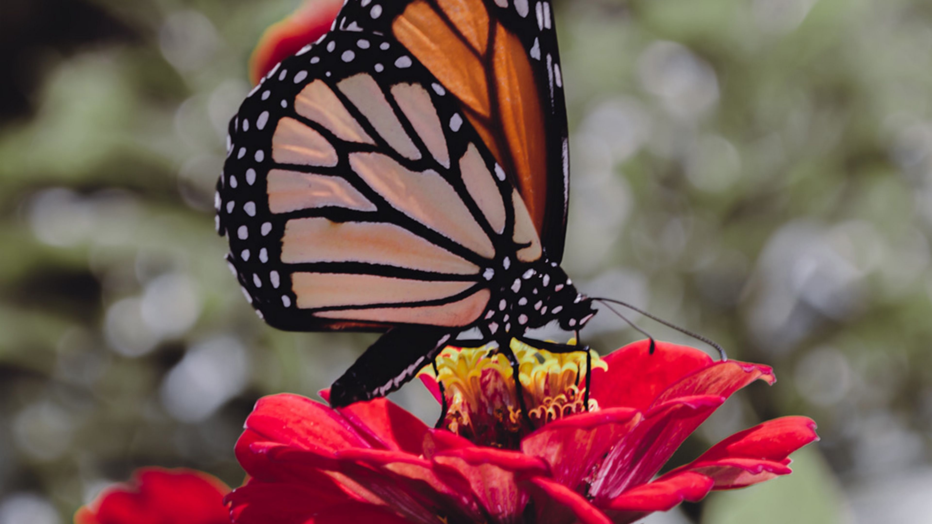 A butterfly eats nectar sitting on the petals of a flower