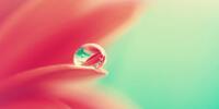 Капелька на розовых лепестках