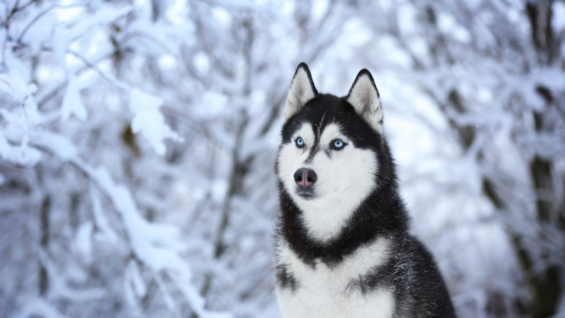 Free photo Blue-eyed husky