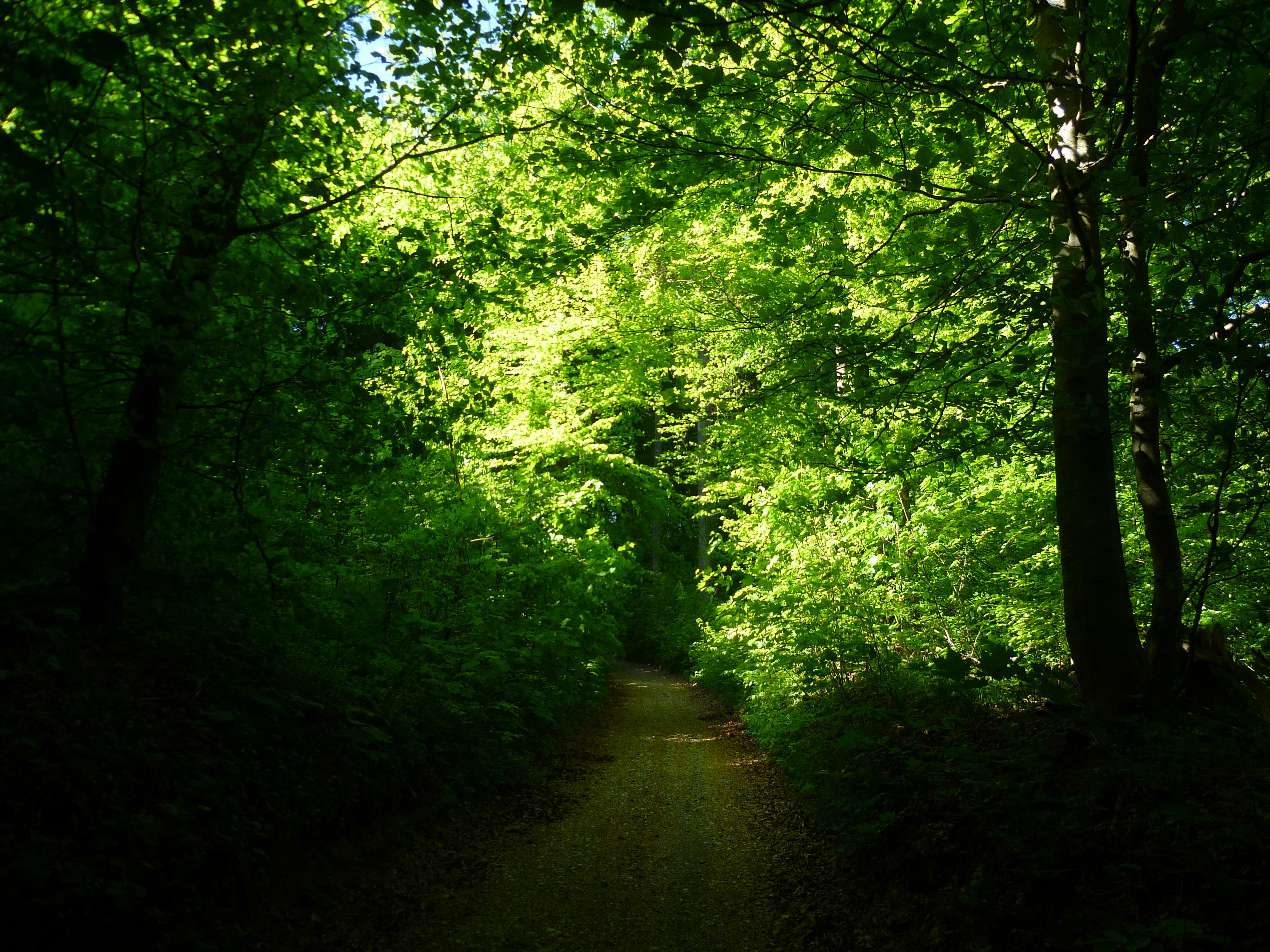 Free photo A trail in the summer forest