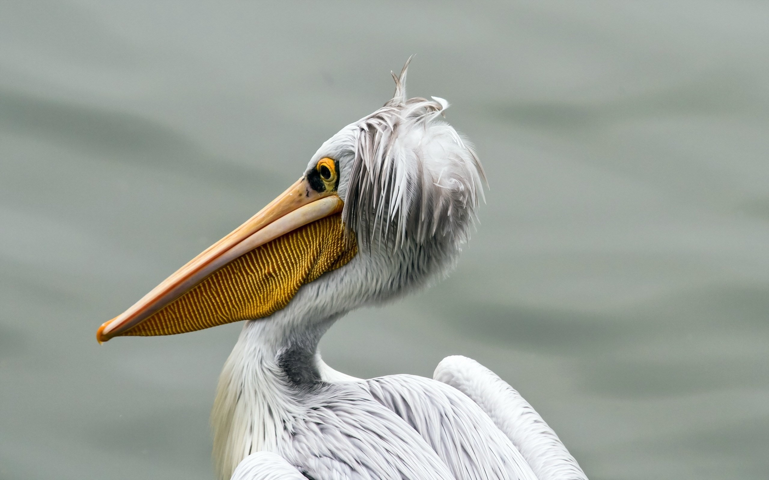 Wallpapers pelican beak bird on the desktop