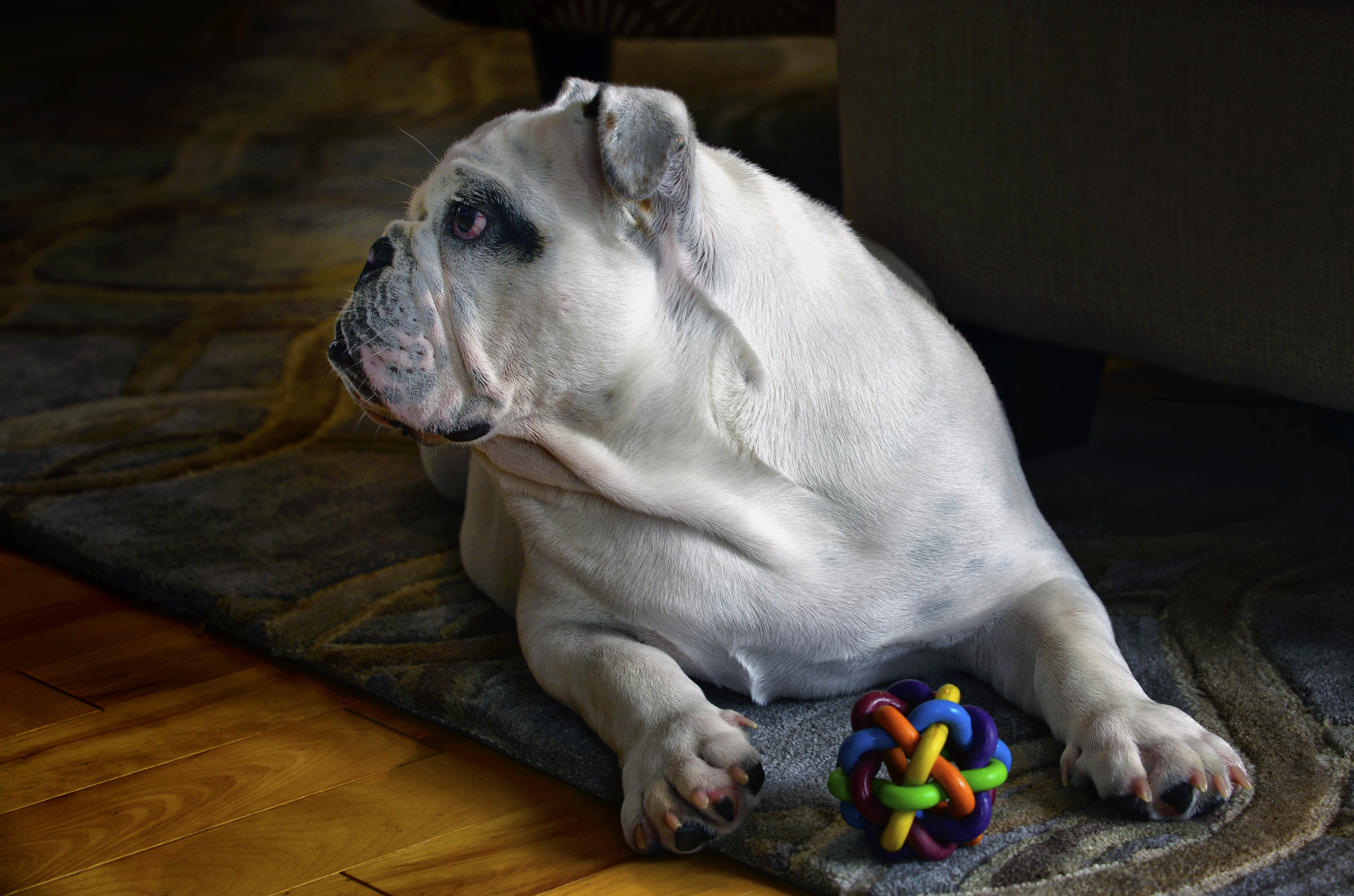 Free photo A dog with a ball