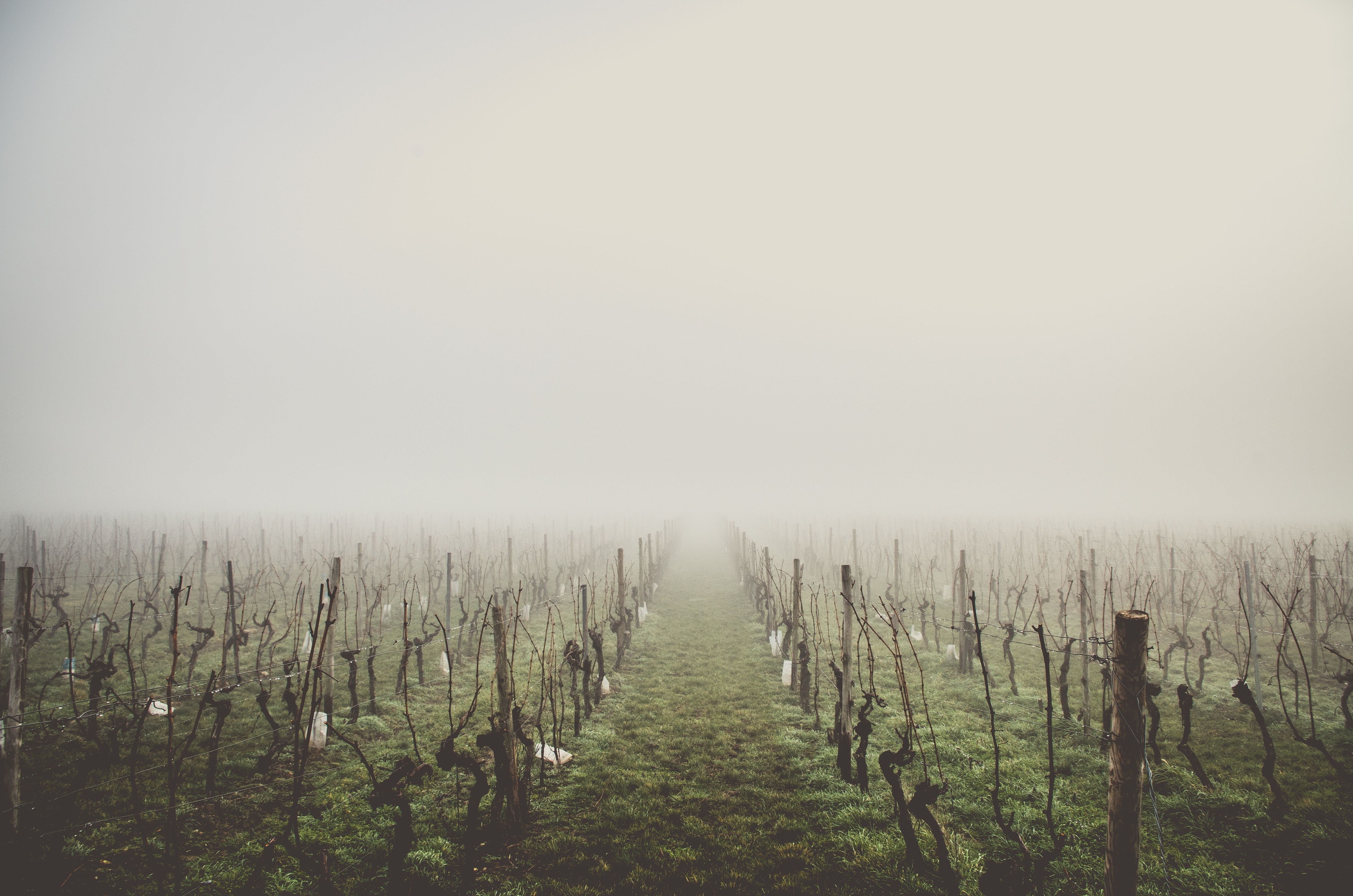 A field of vines in the fog
