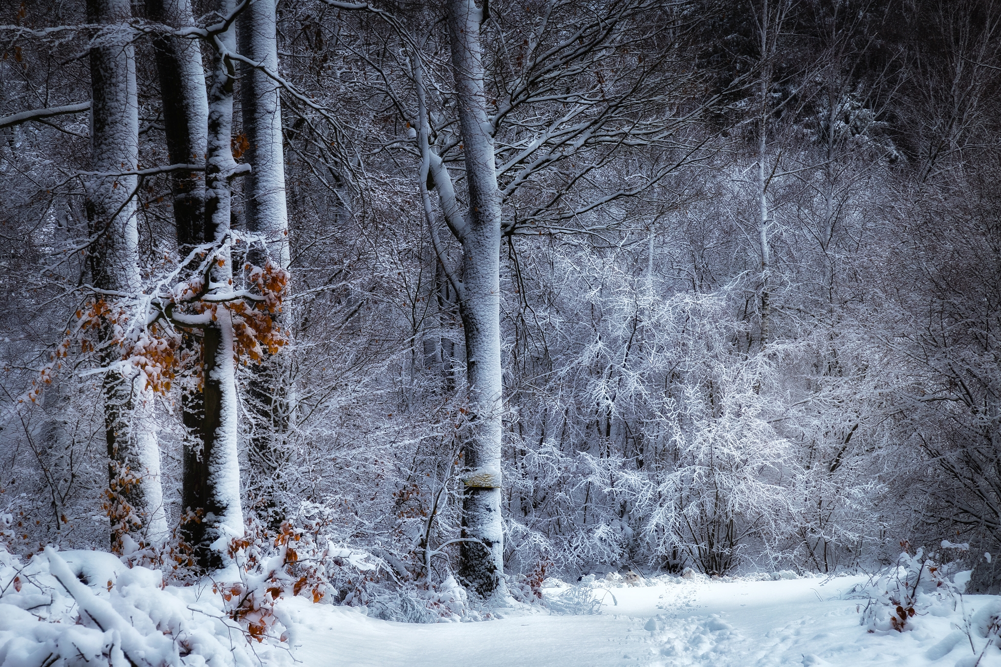 Обои пейзажи пейзаж зима на рабочий стол