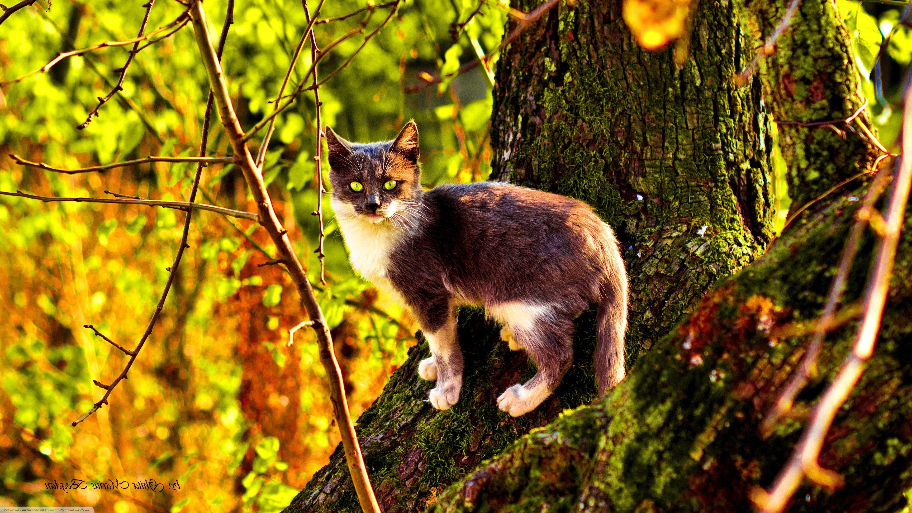 免费照片野生小猫