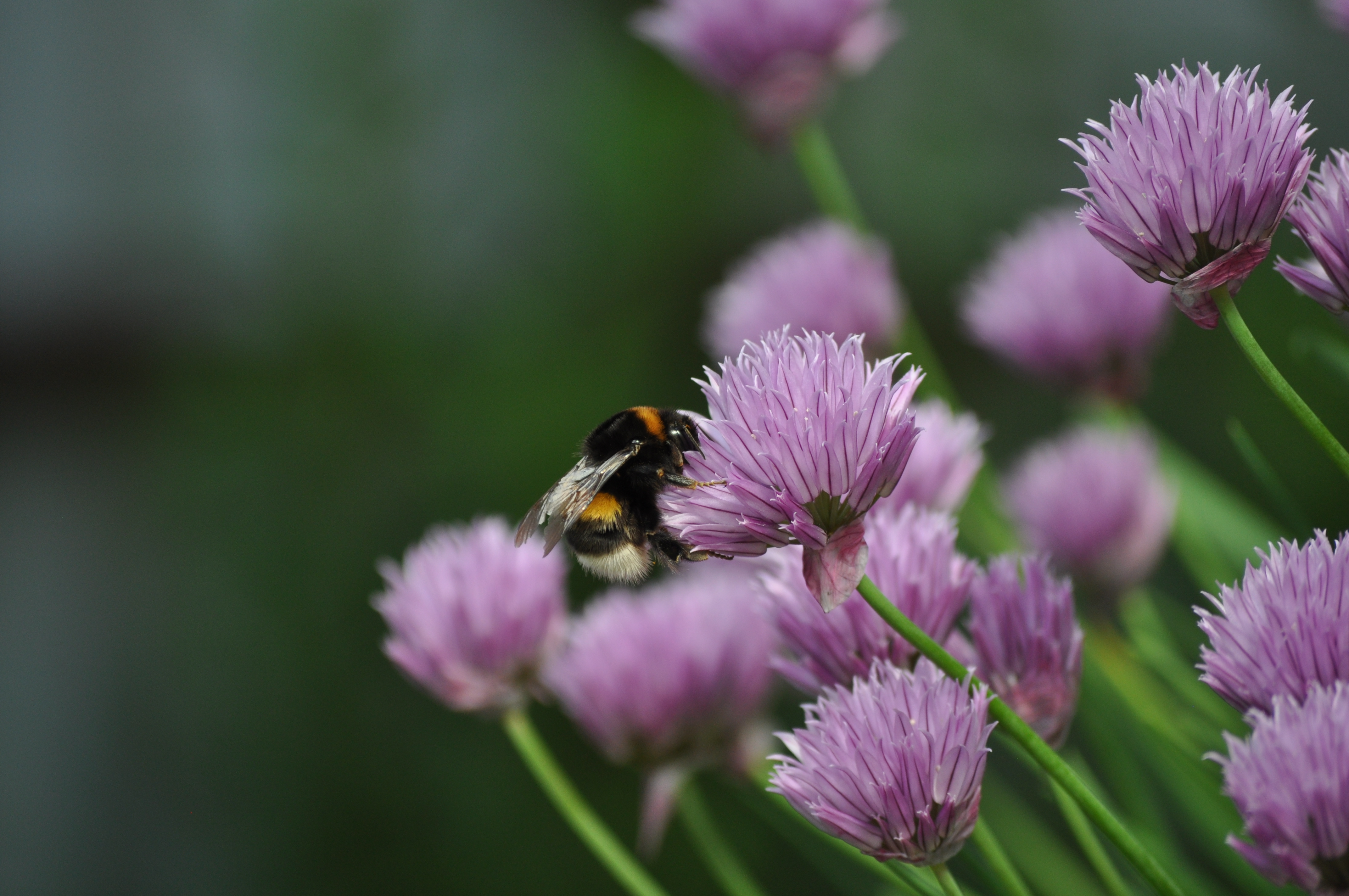 Бесплатное фото Маркофотография