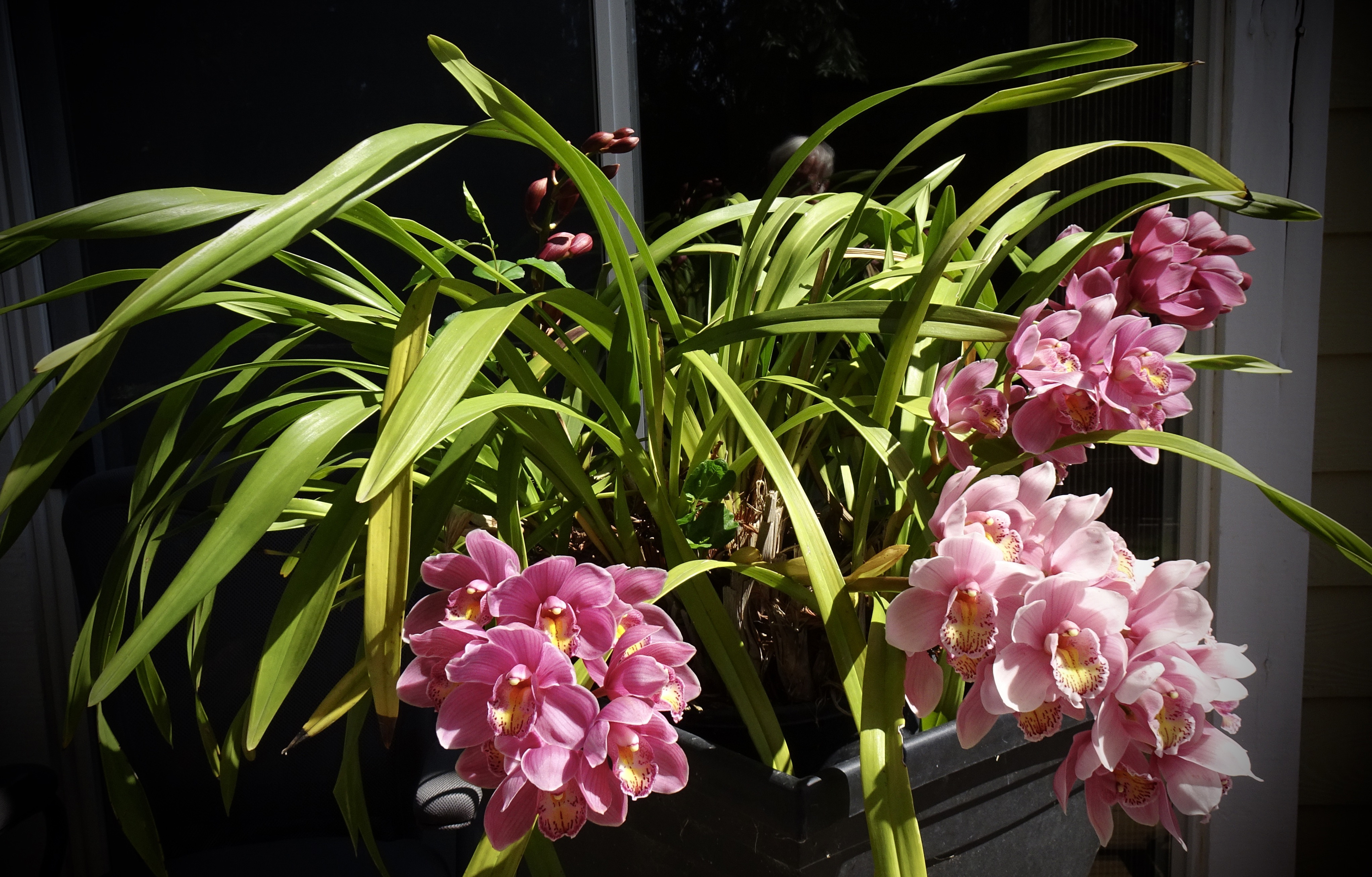 Wallpapers flower orchid pink color on the desktop