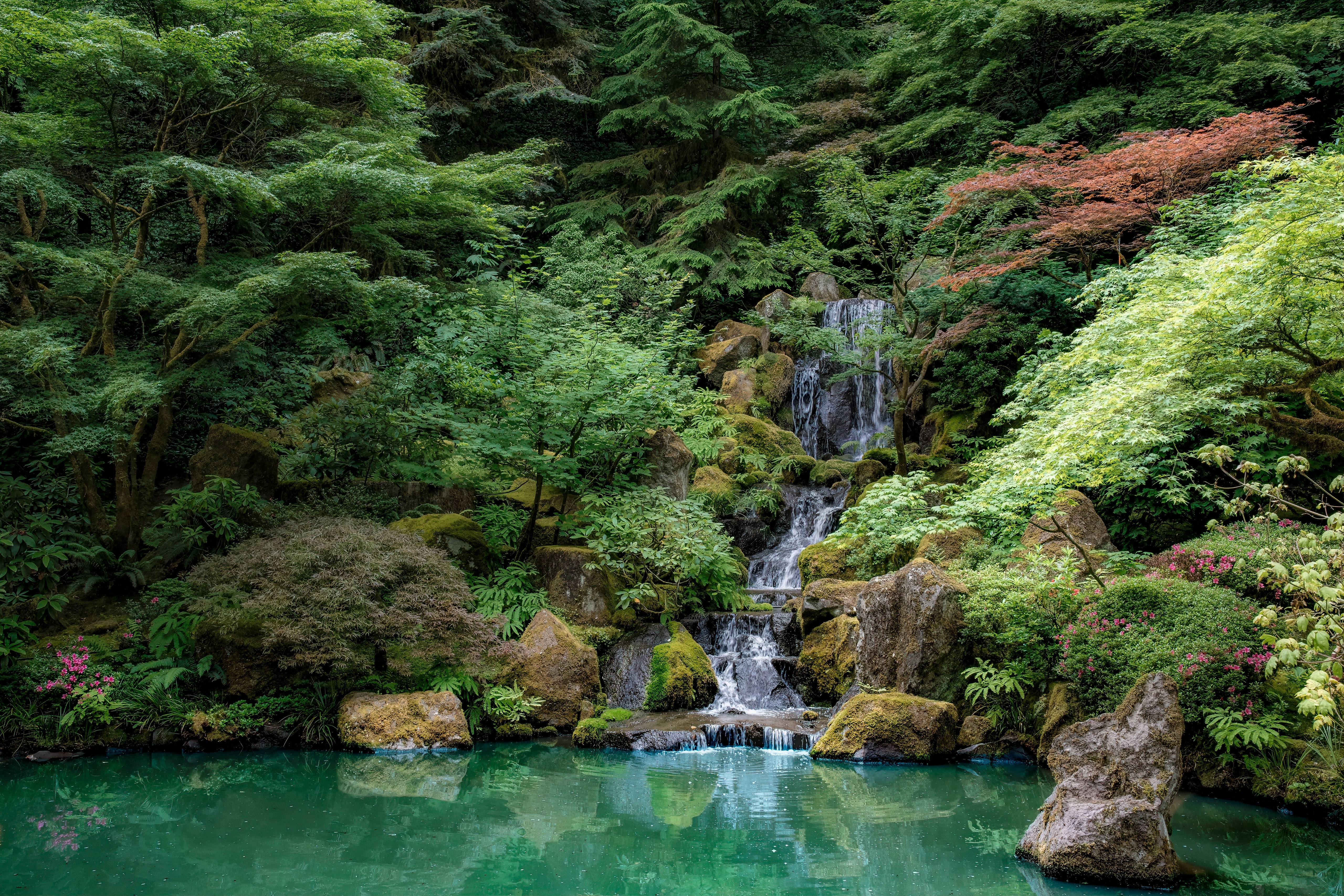 Wallpapers forest Park Oregon USA on the desktop