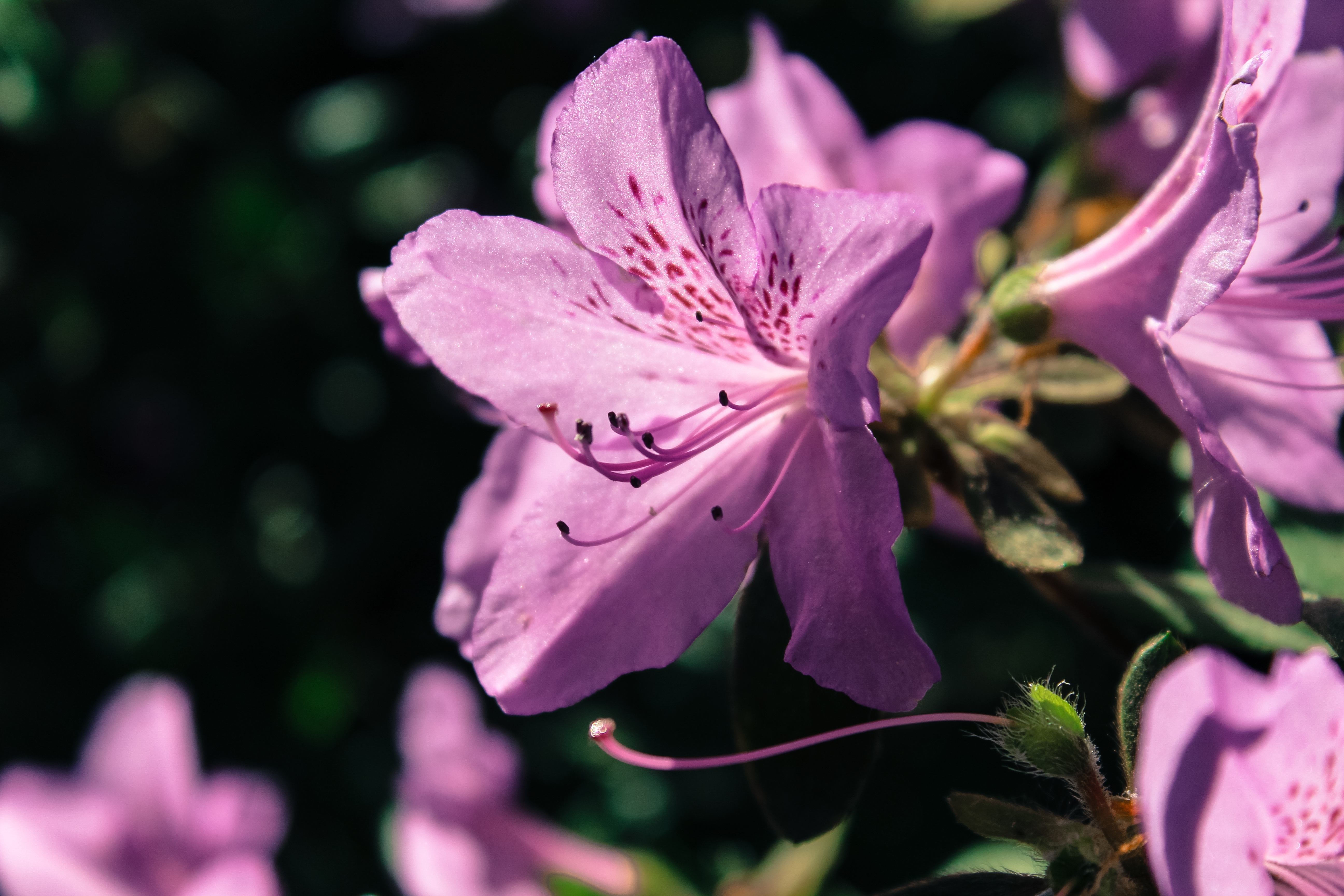 Wallpapers violet petals wallpaper rhododendron on the desktop