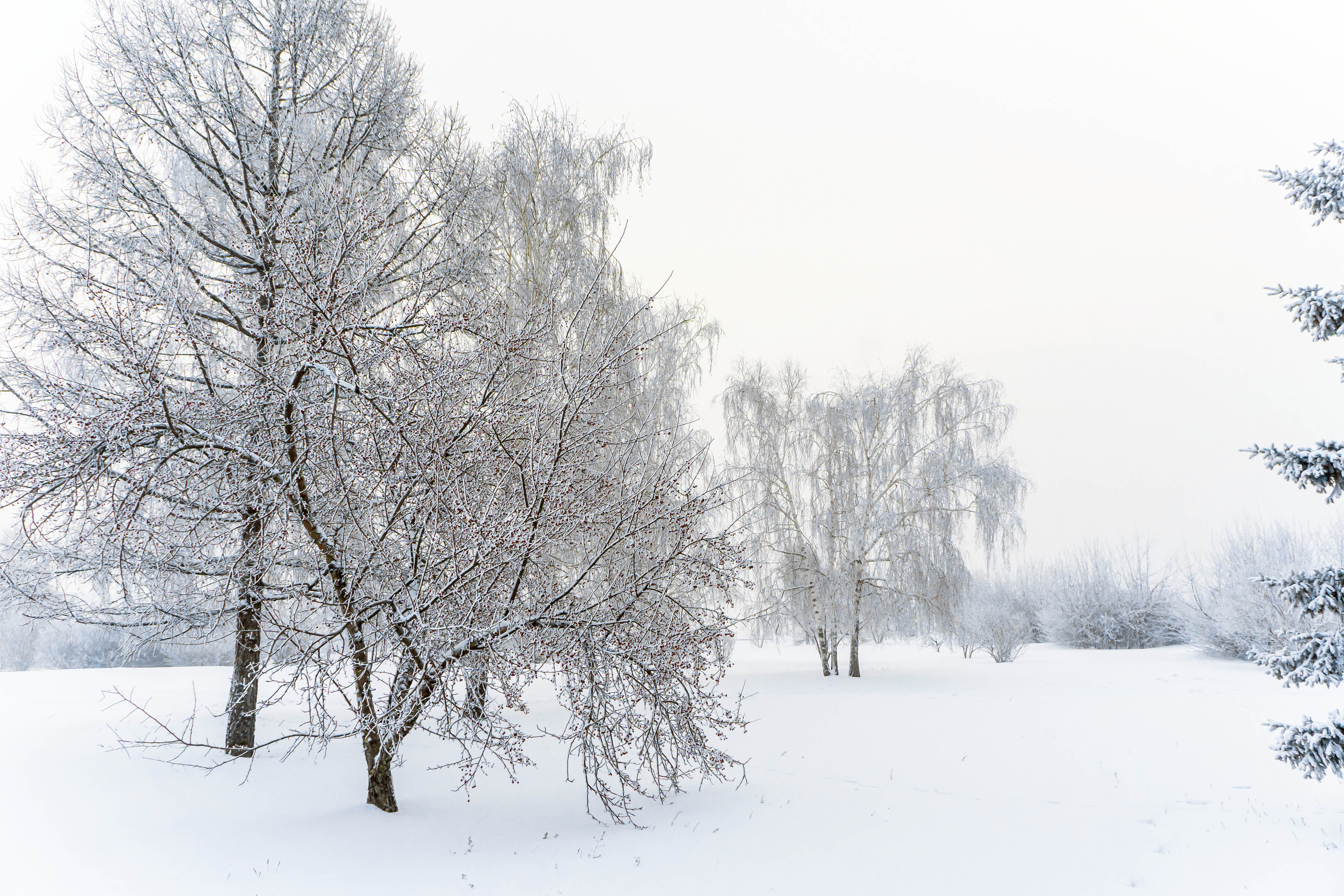 Free photo In the park in a freezing cold -43