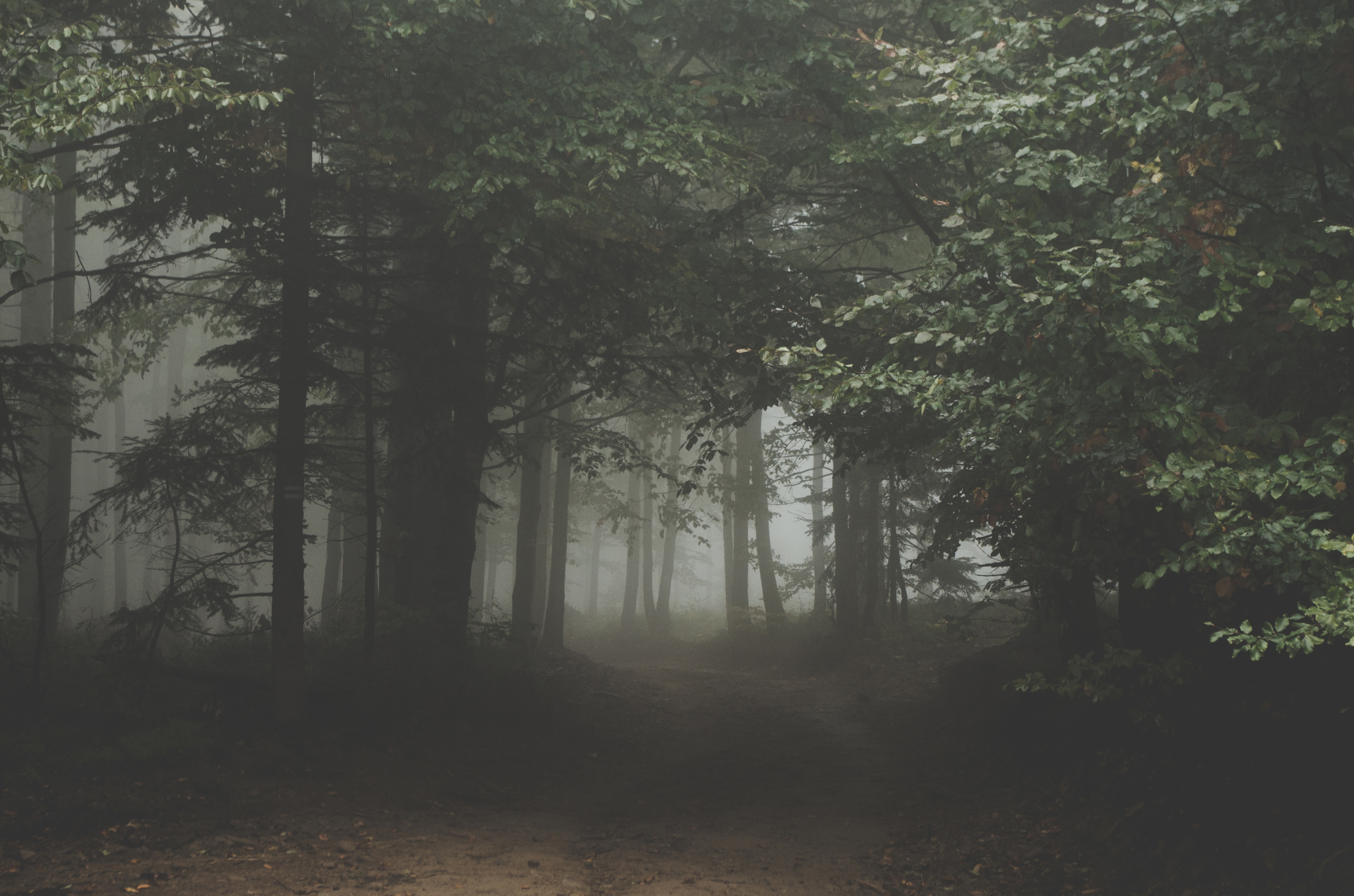 Густой летний лес в тумане