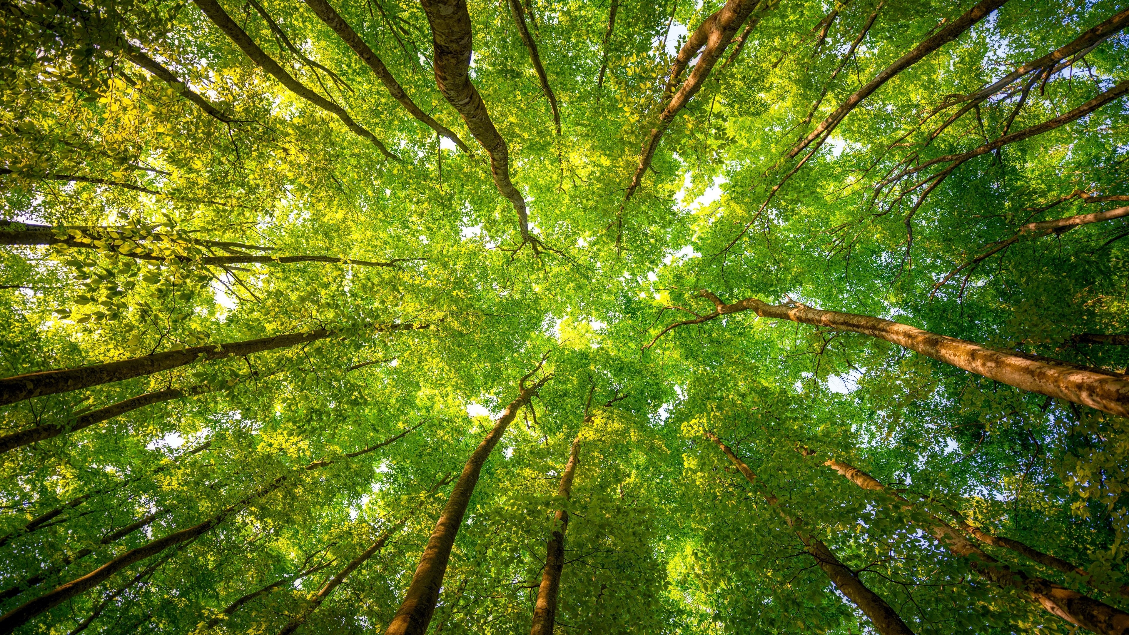 Free photo Tree tops look down from below