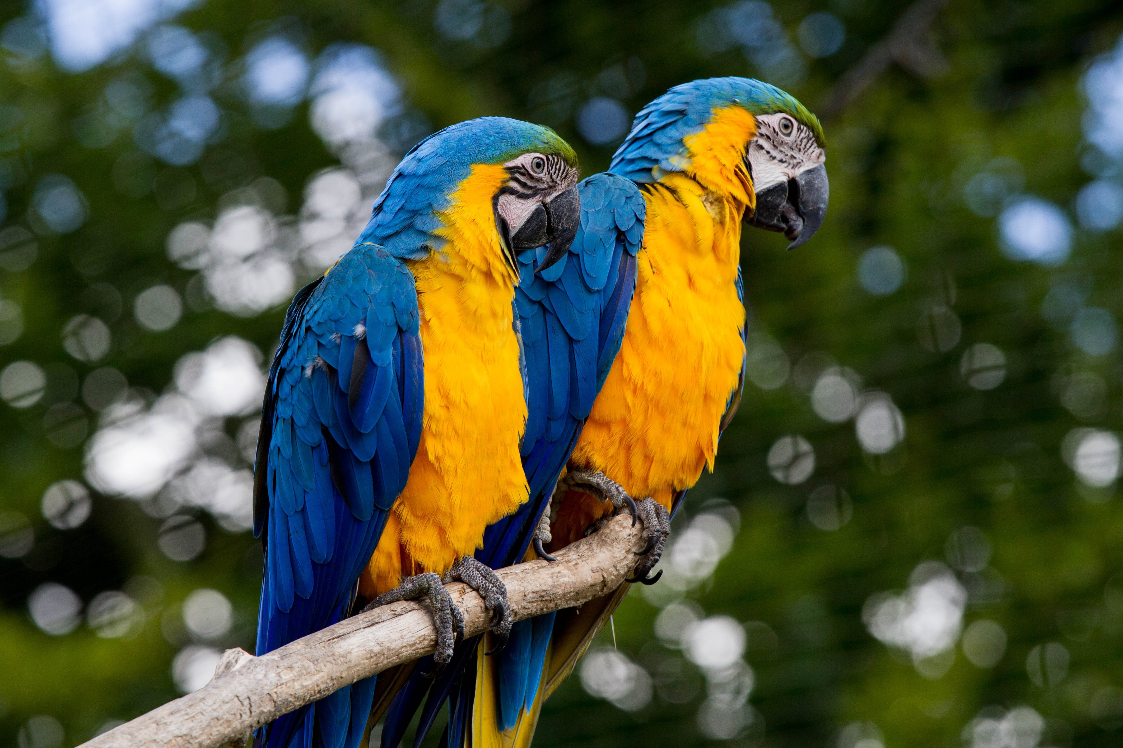 Бесплатное фото Два попугая с желтыми грудками сидят на ветке