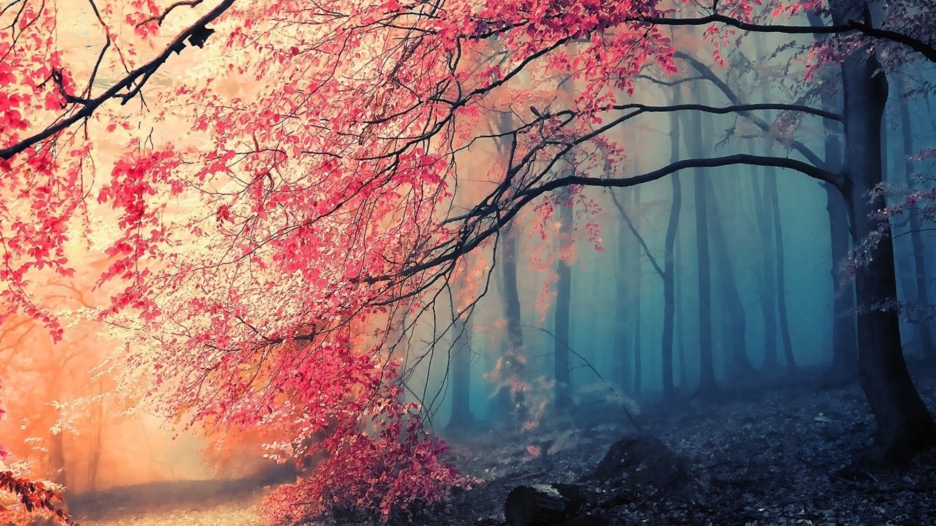 Wallpapers gloomy forest autumn artistically on the desktop