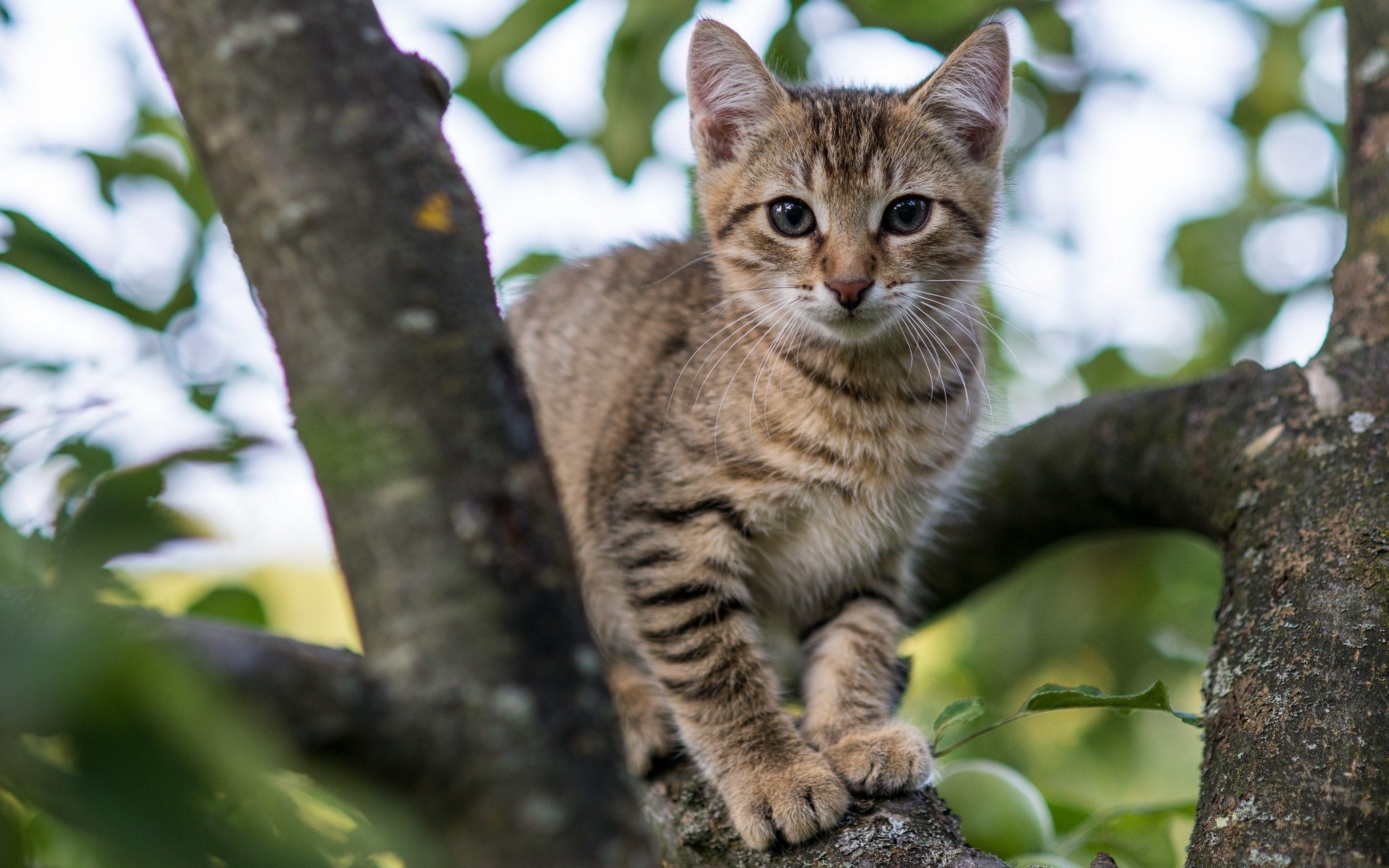 Free photo A cat climbed a tree