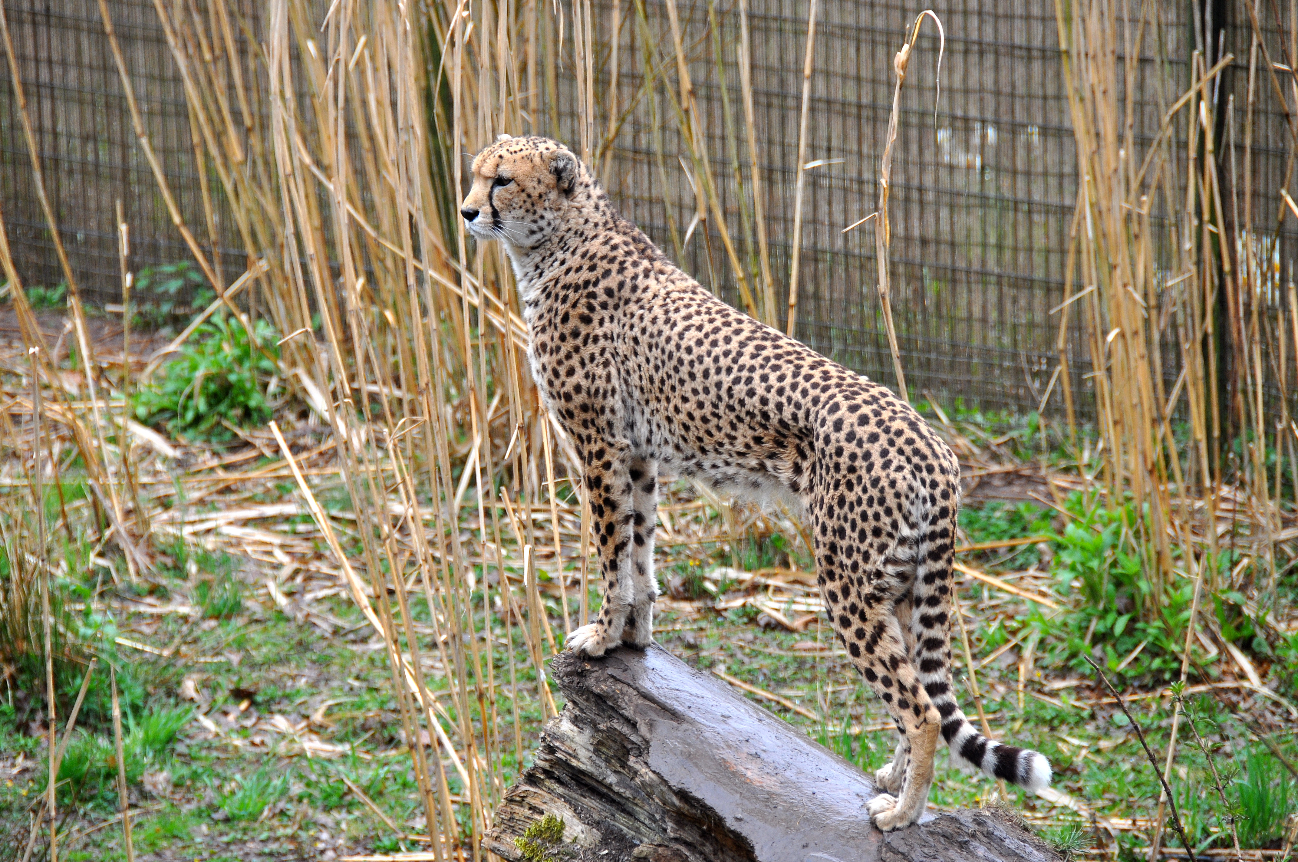 Wallpapers Cheetah Chester Zoo England on the desktop