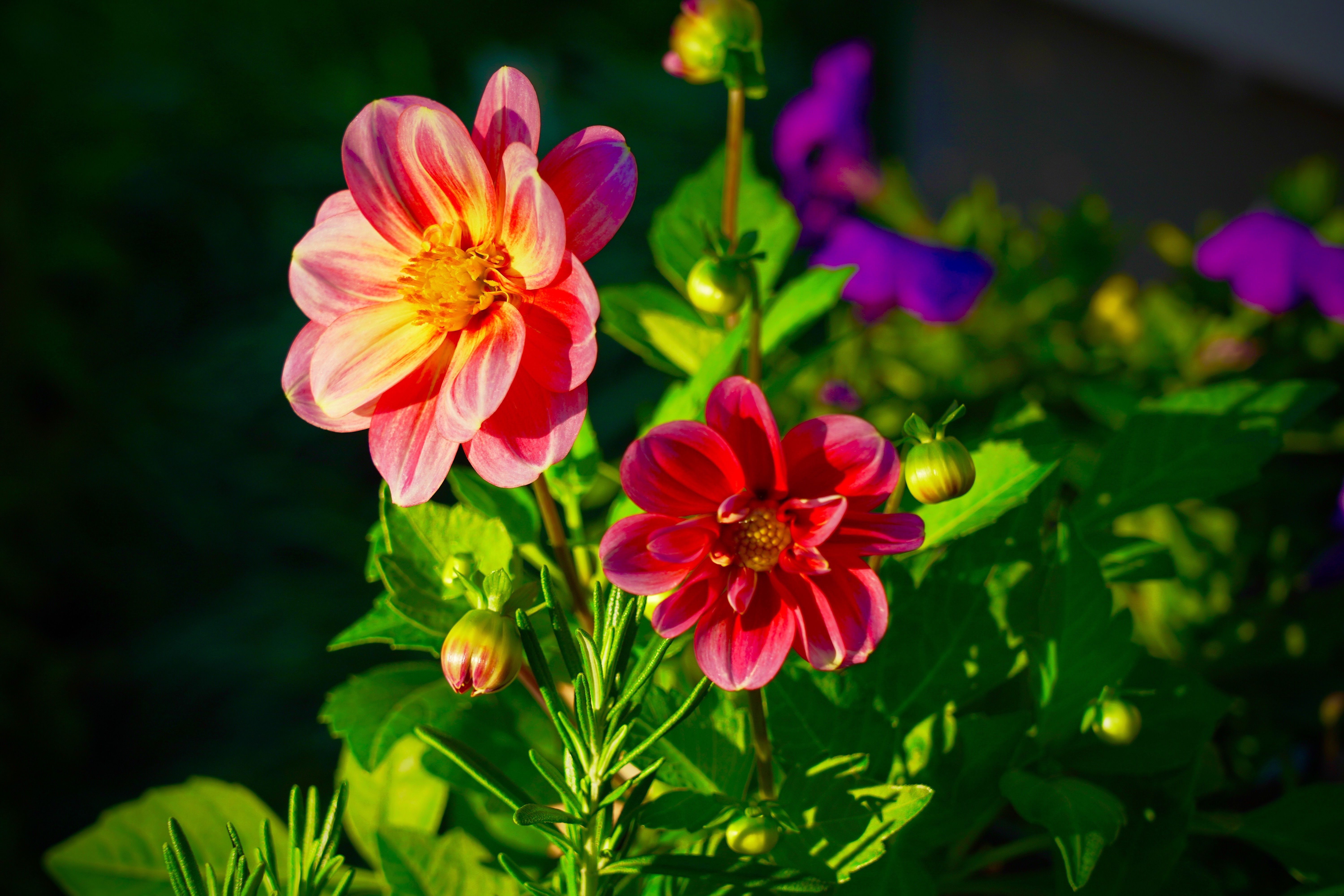 Wallpapers floral composition Dahlia beautiful on the desktop