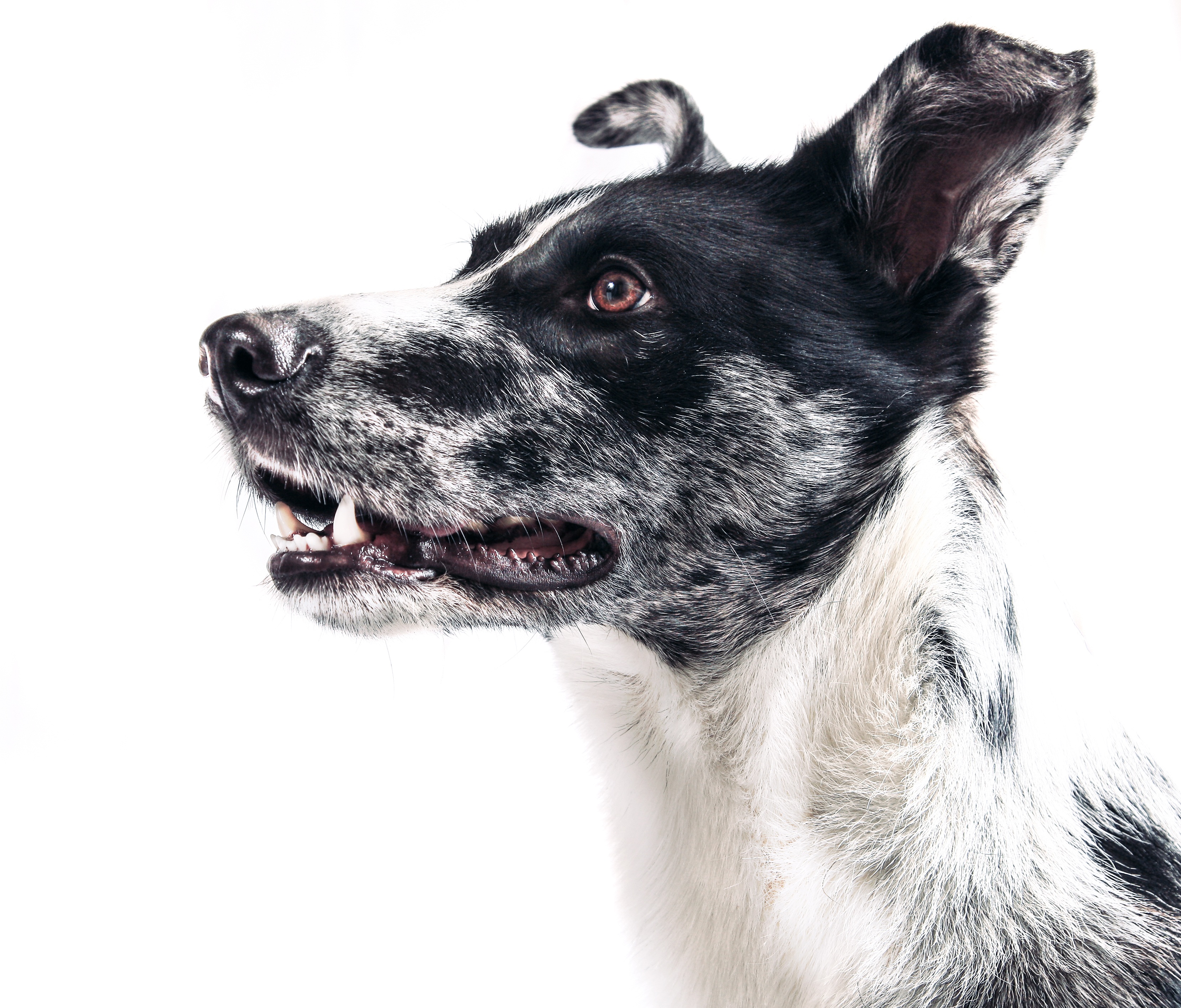 Free photo A dog on a white background