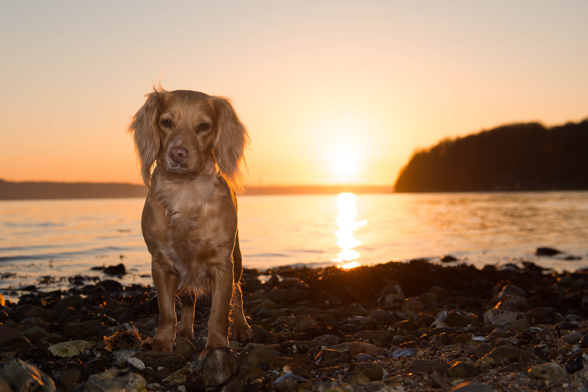 桌面上的壁纸石头 日落 狗