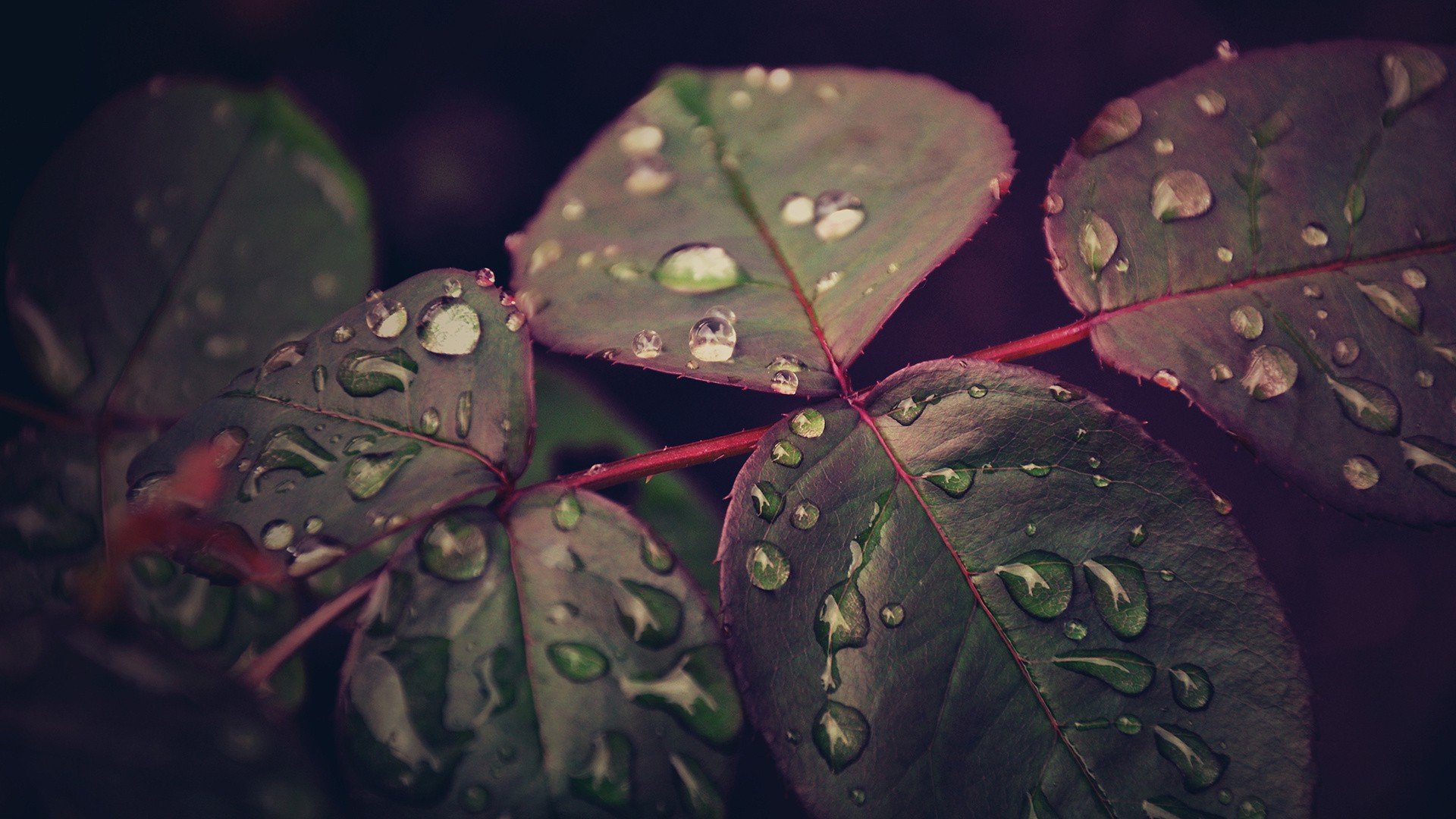 Wallpapers twig after rain leaves on the desktop