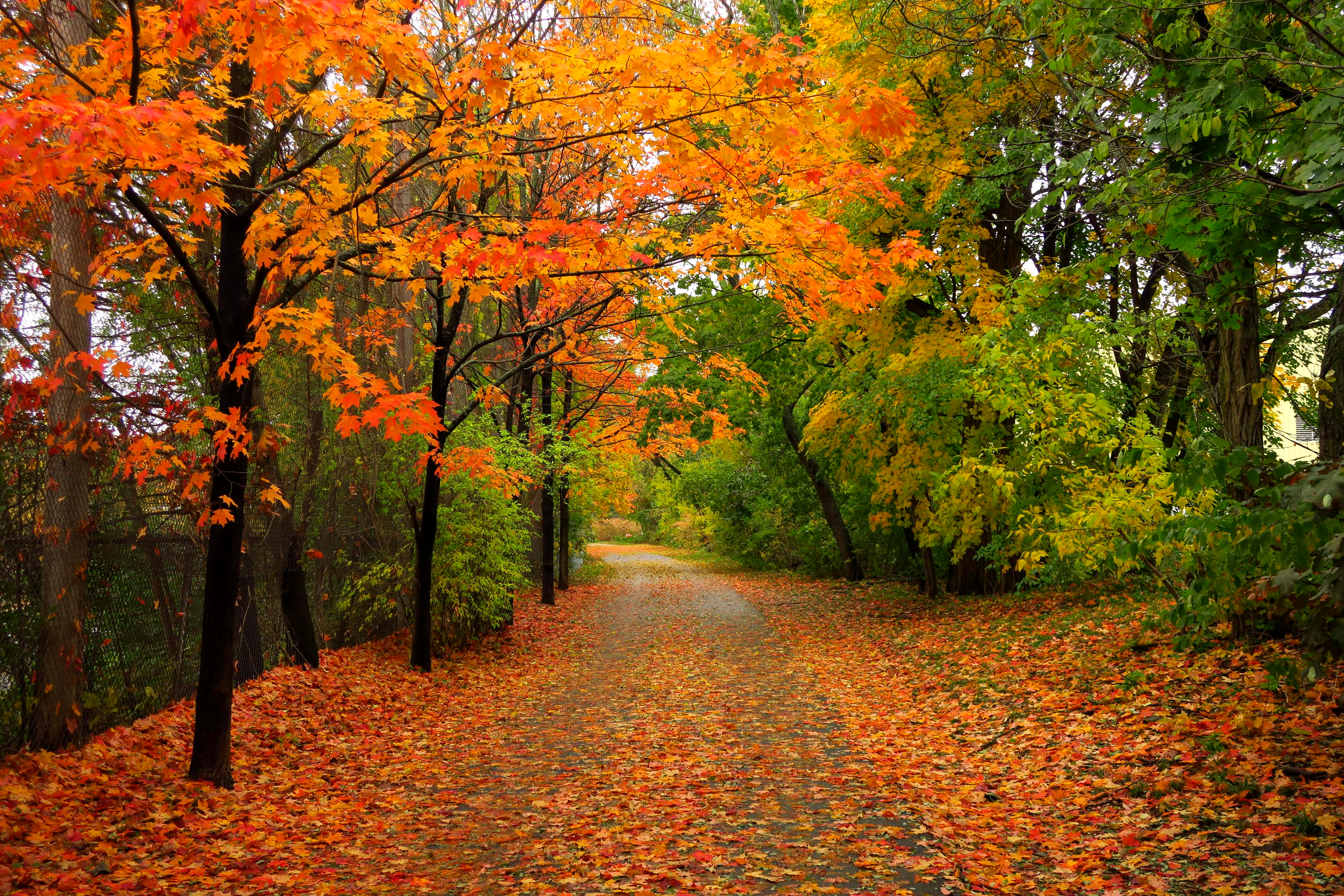 Wallpapers Park autumn colors autumn on the desktop