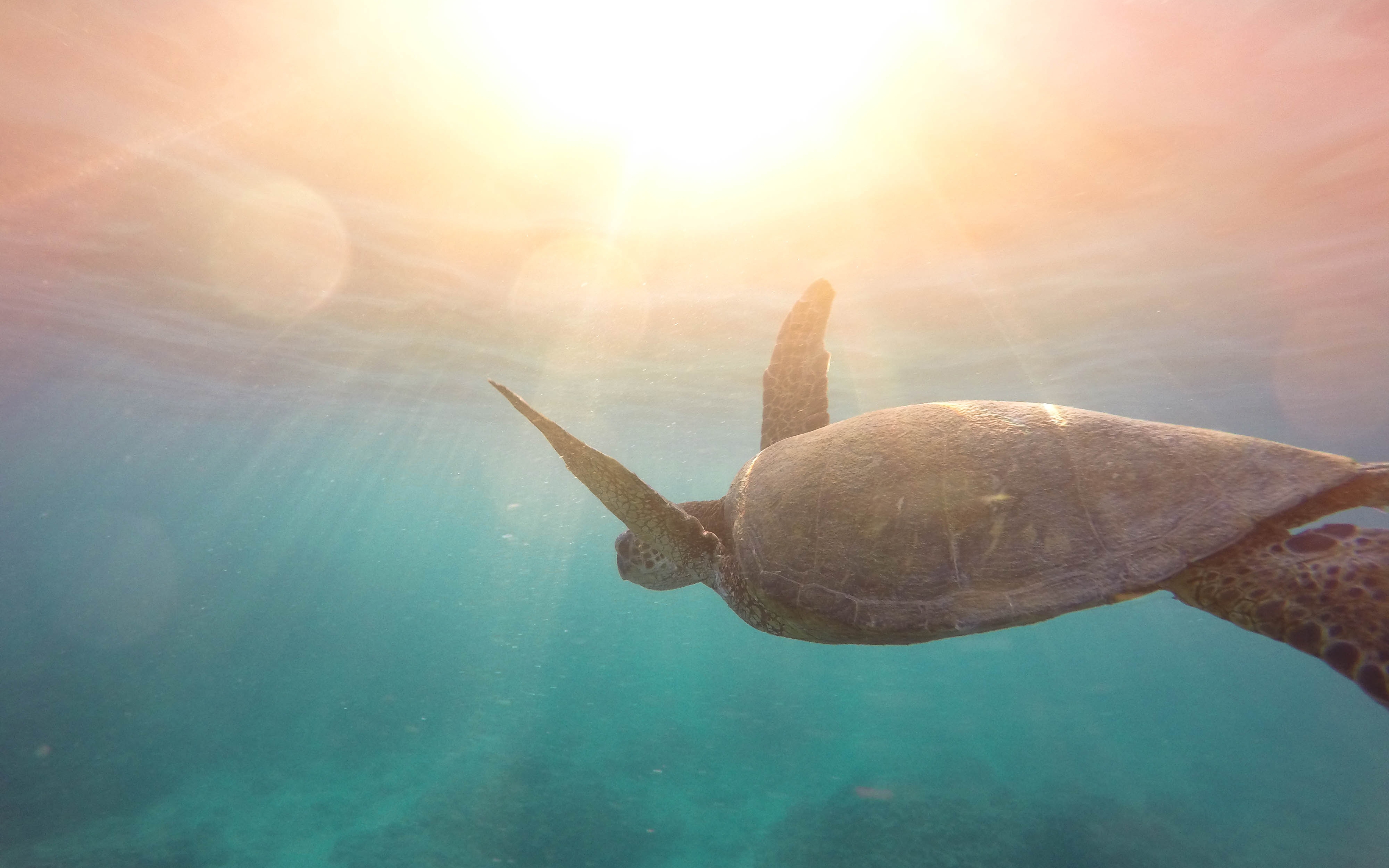 一只大海龟在游泳