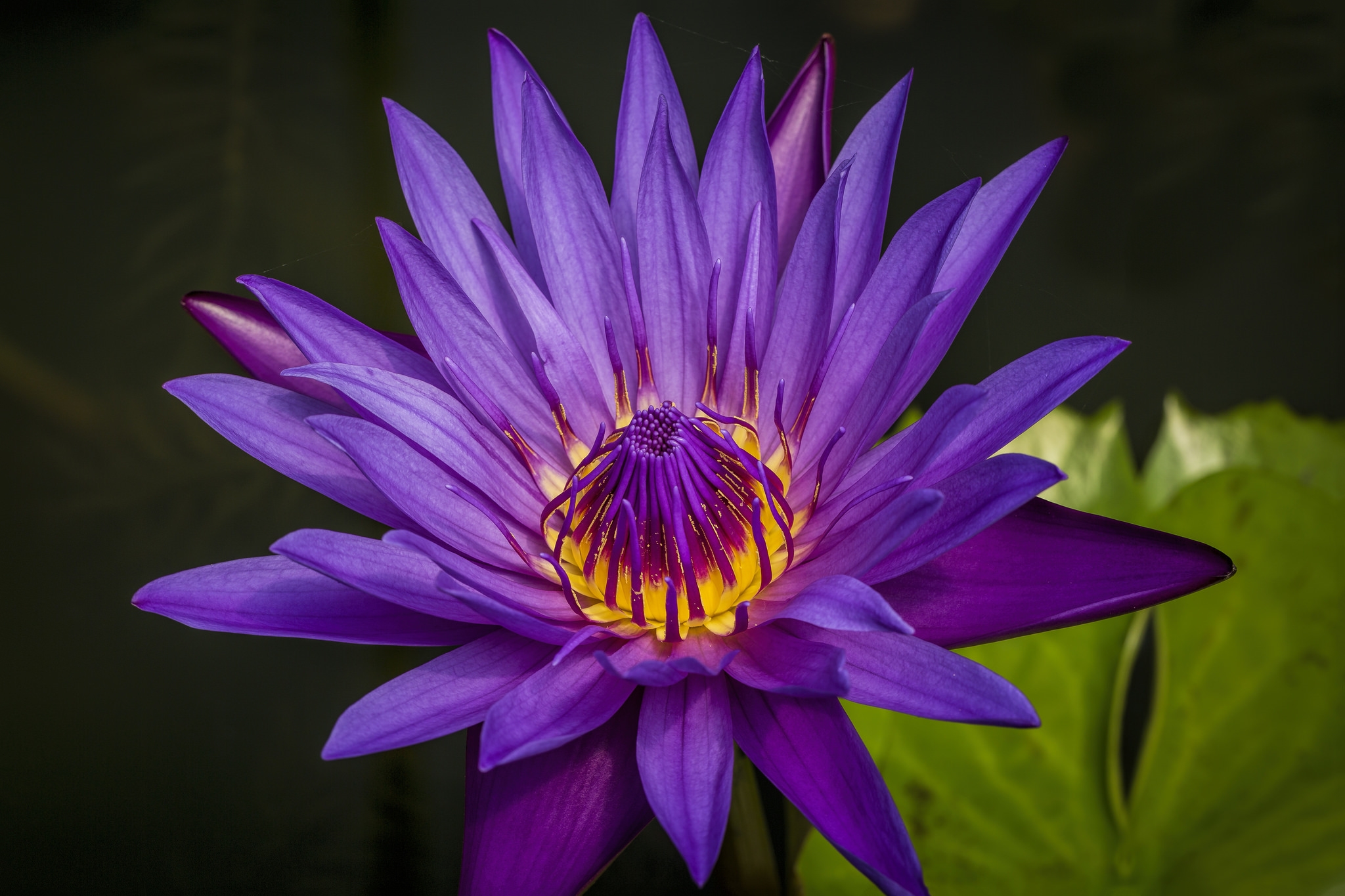 Wallpapers water-lilies flower beautiful flower on the desktop