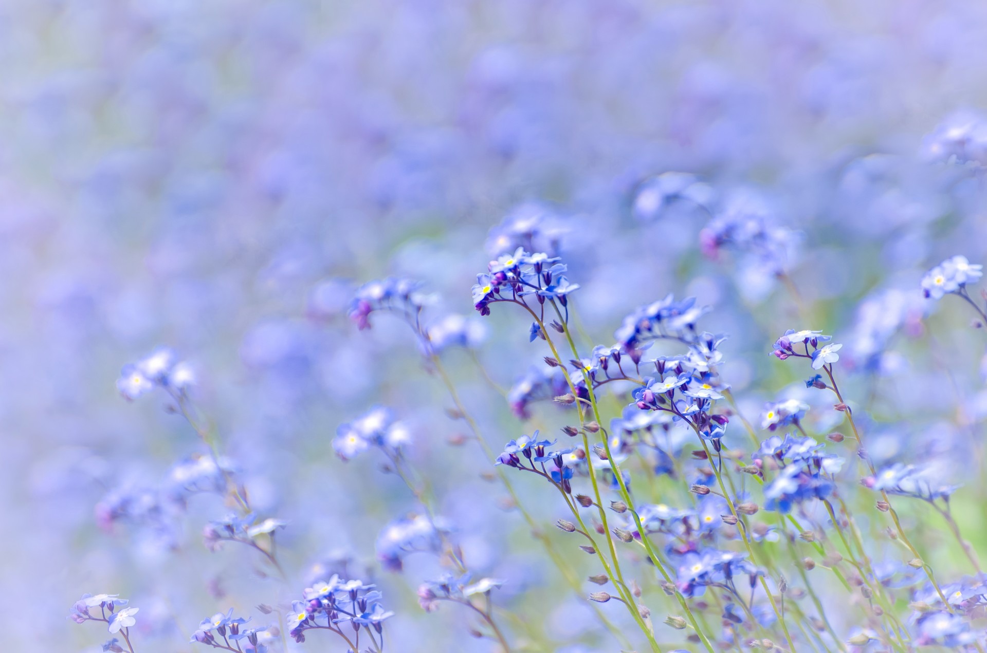 Wallpapers nature grass flower on the desktop